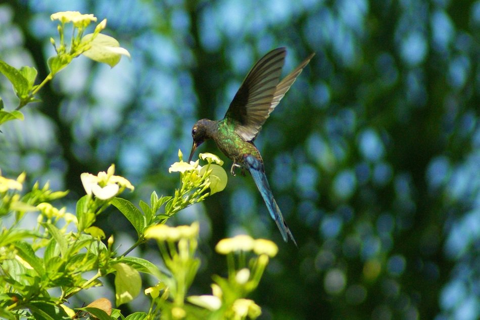 beautiful and amazing Aviary Bird