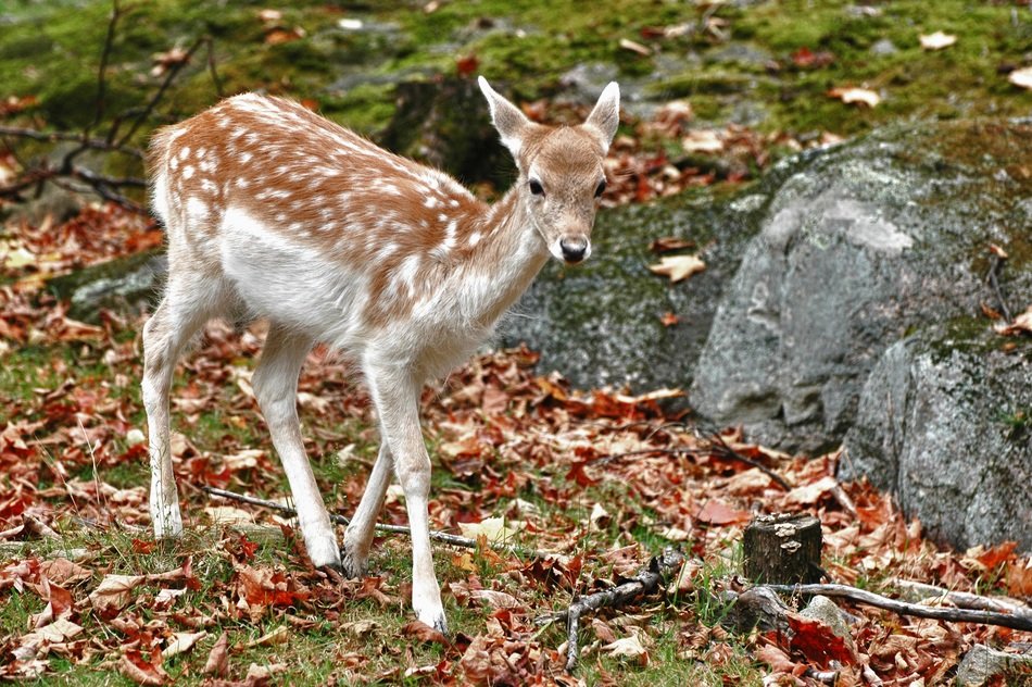 young deer in the forest near the stone