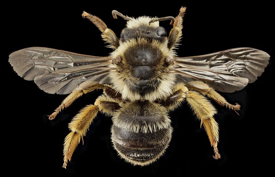 dried Bee, Macro, black background