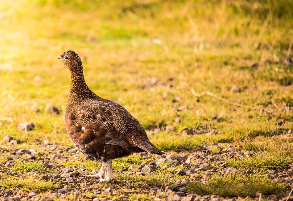 Grouse or Perdix