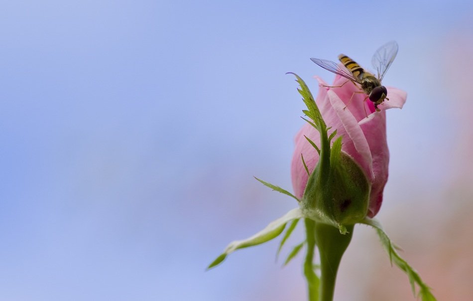 Hoverfly on the rose