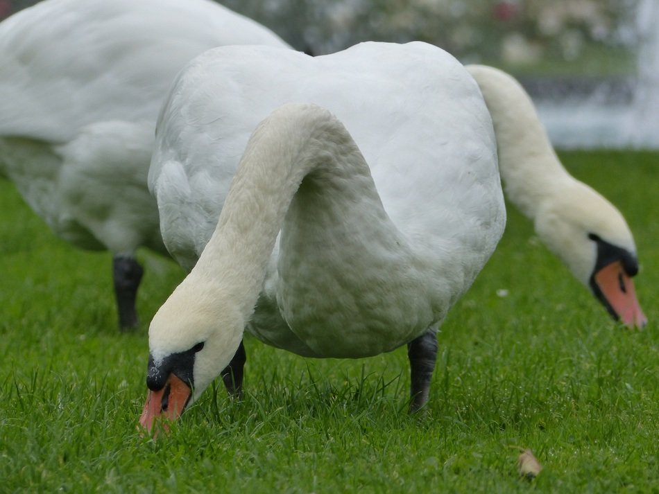 Swans on the meadow