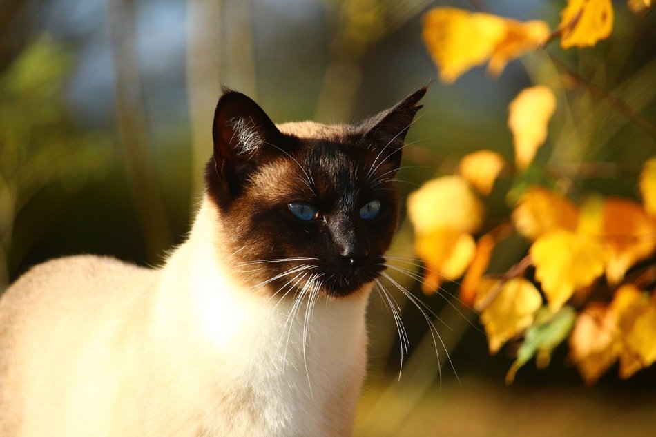 Siamese cat near a branch with yellow leaves