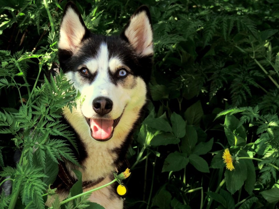 Husky in the green thickets