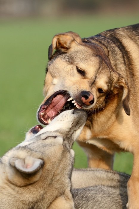 Fight of the dogs