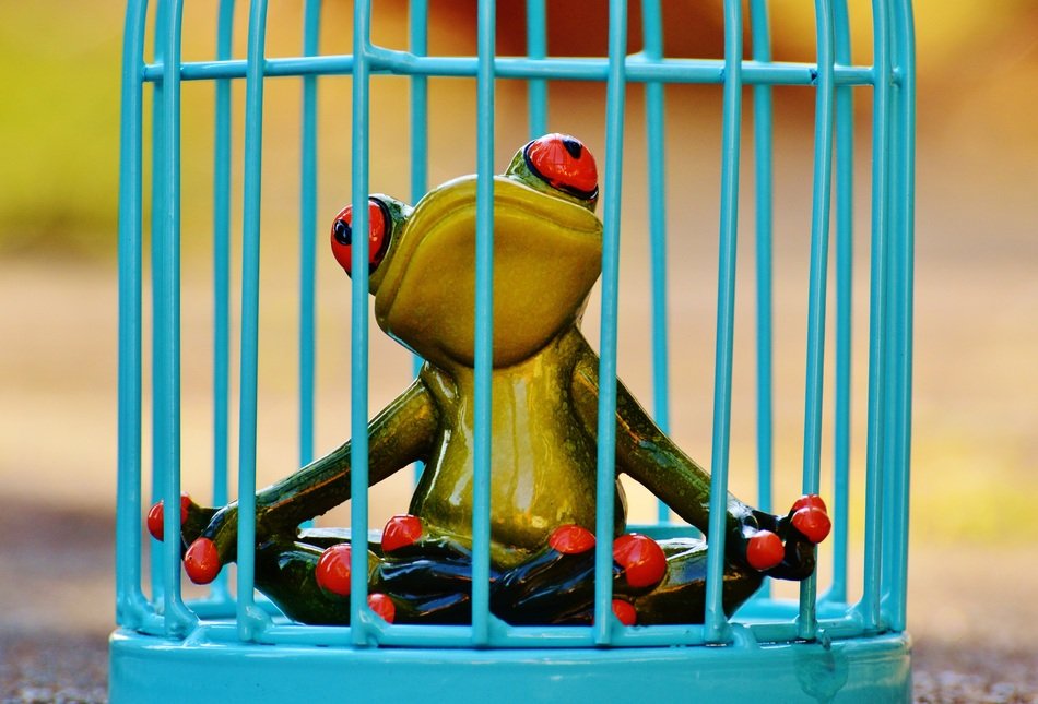 imprisoned ceramic frog