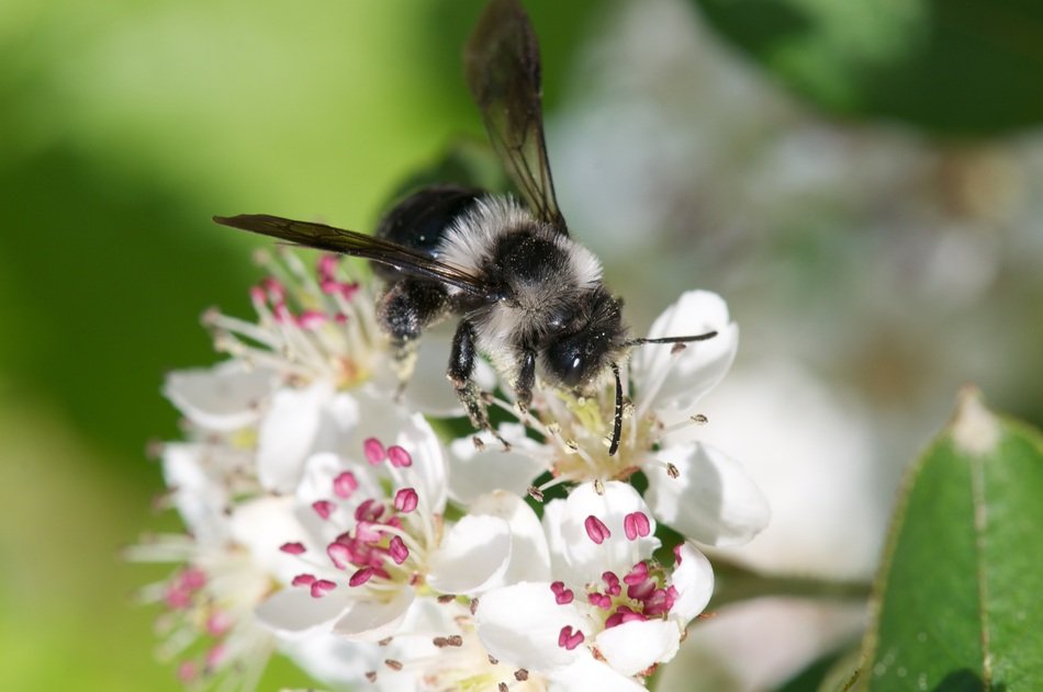 detailed photo of the bee on a white flower