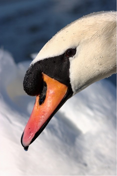 Mute Swan water bird