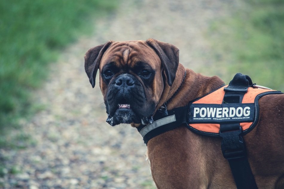 brown boxer in a vest in a park