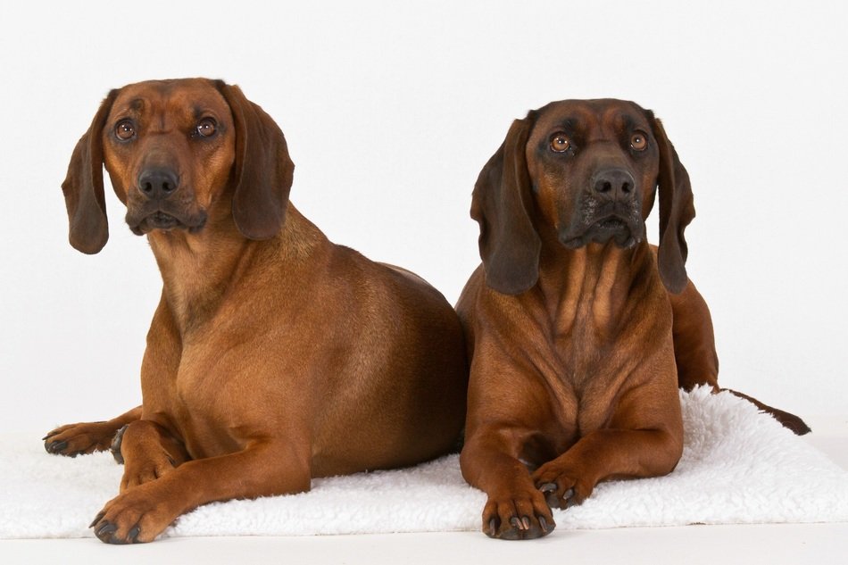 two bavarian mountain dogs