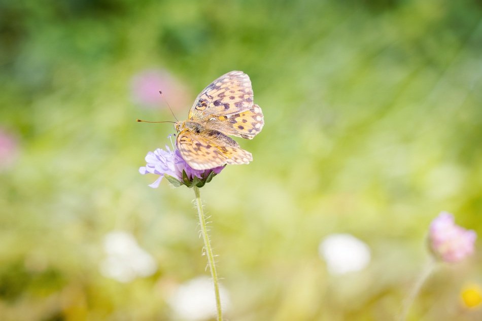 fritillary on the flower