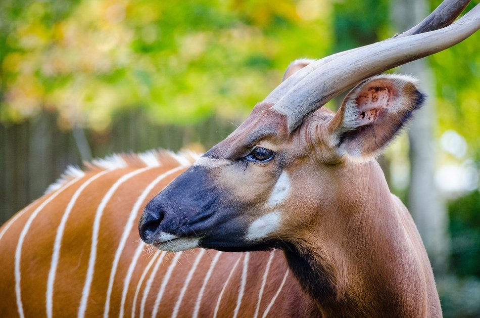 photo of striped antelope