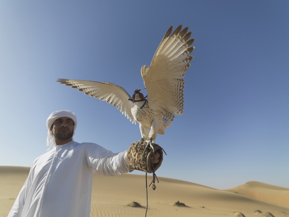 Falcon Desert Hunter