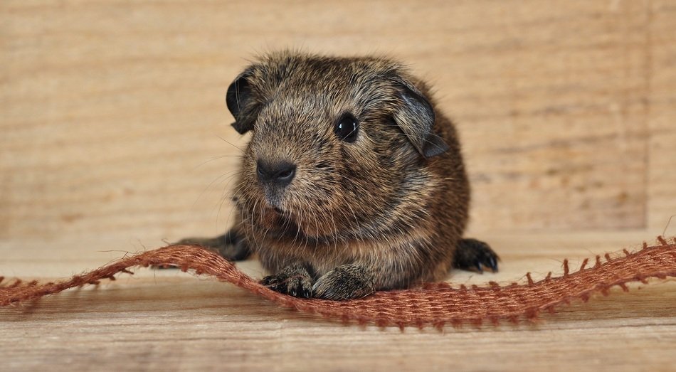 incomparable Guinea Pig