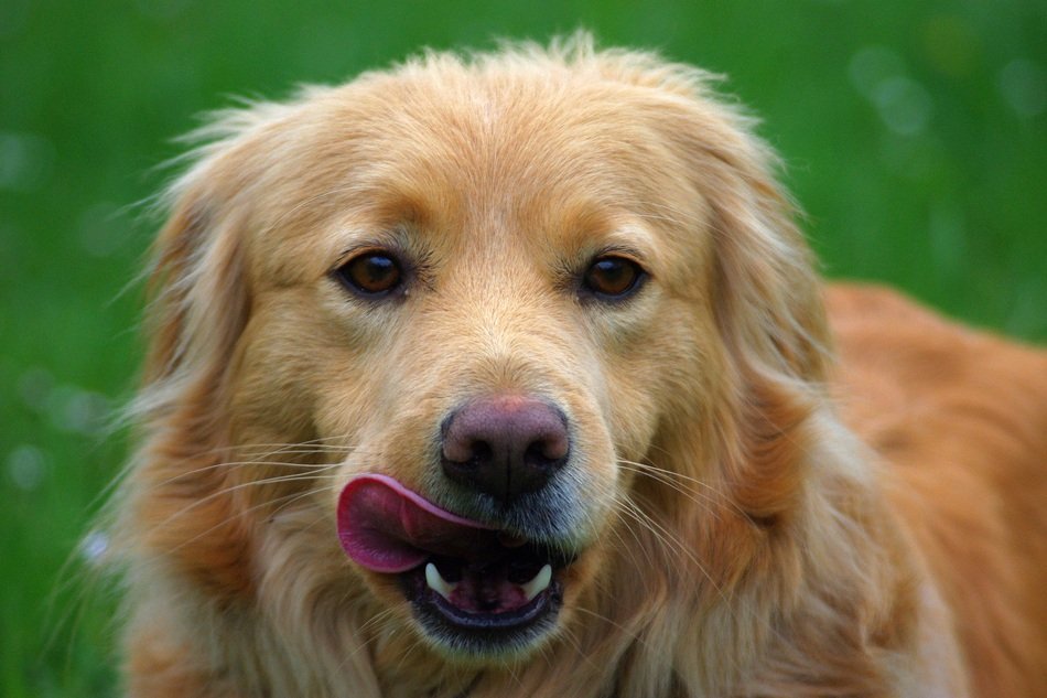 dog portrait on green background  