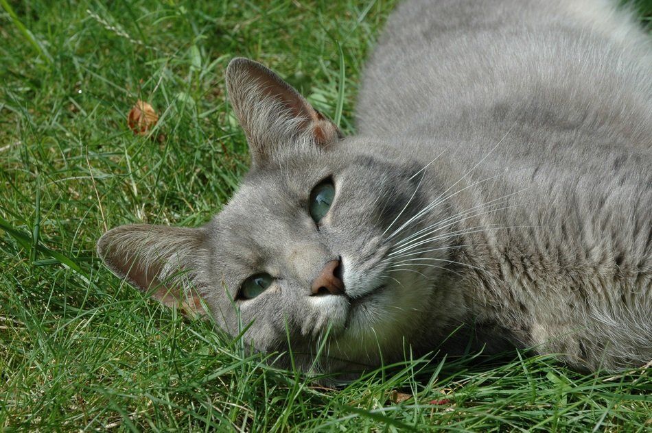 gray cat with green eyes on the grass close up