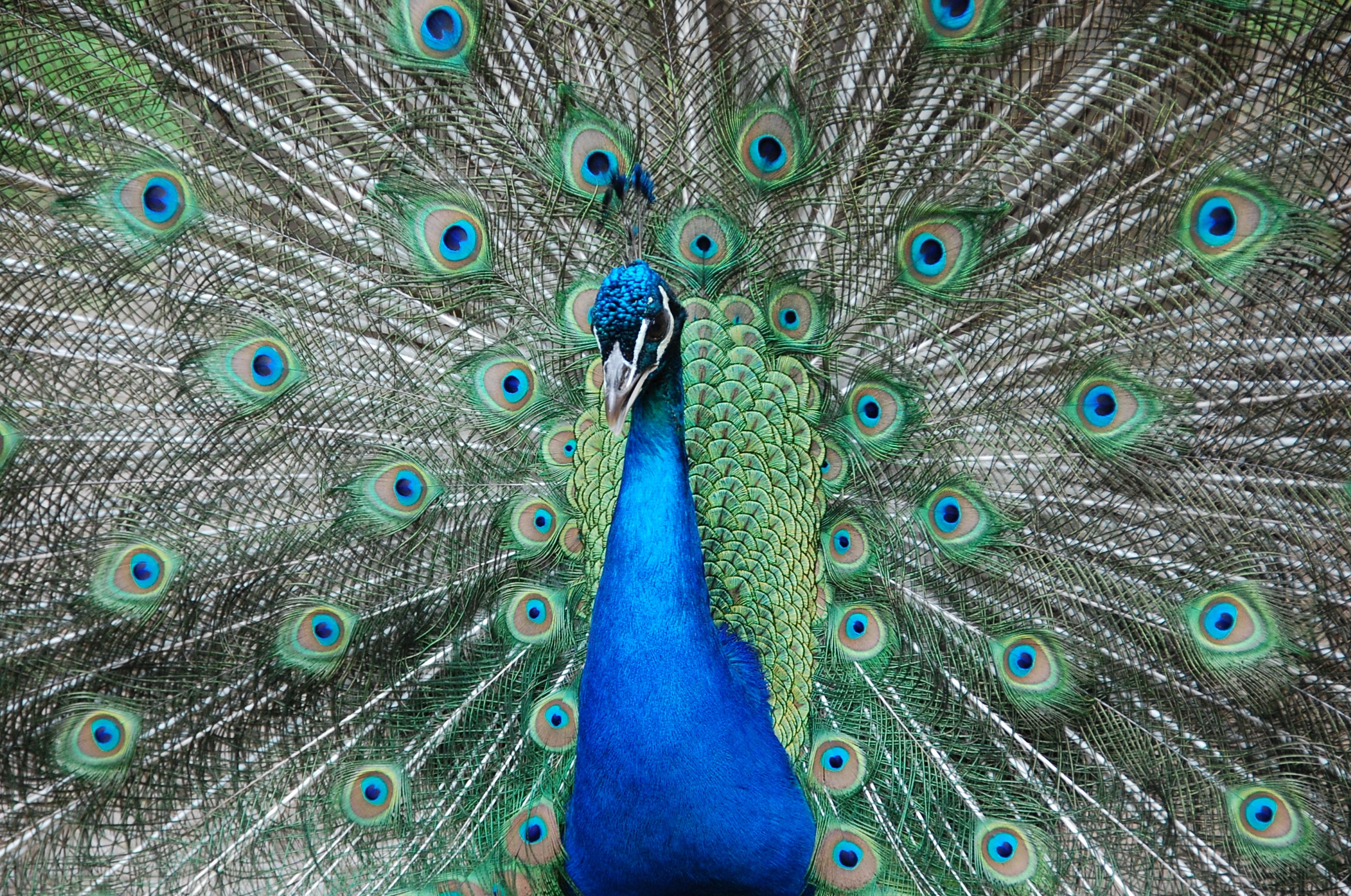 Peacock Zoo free image download