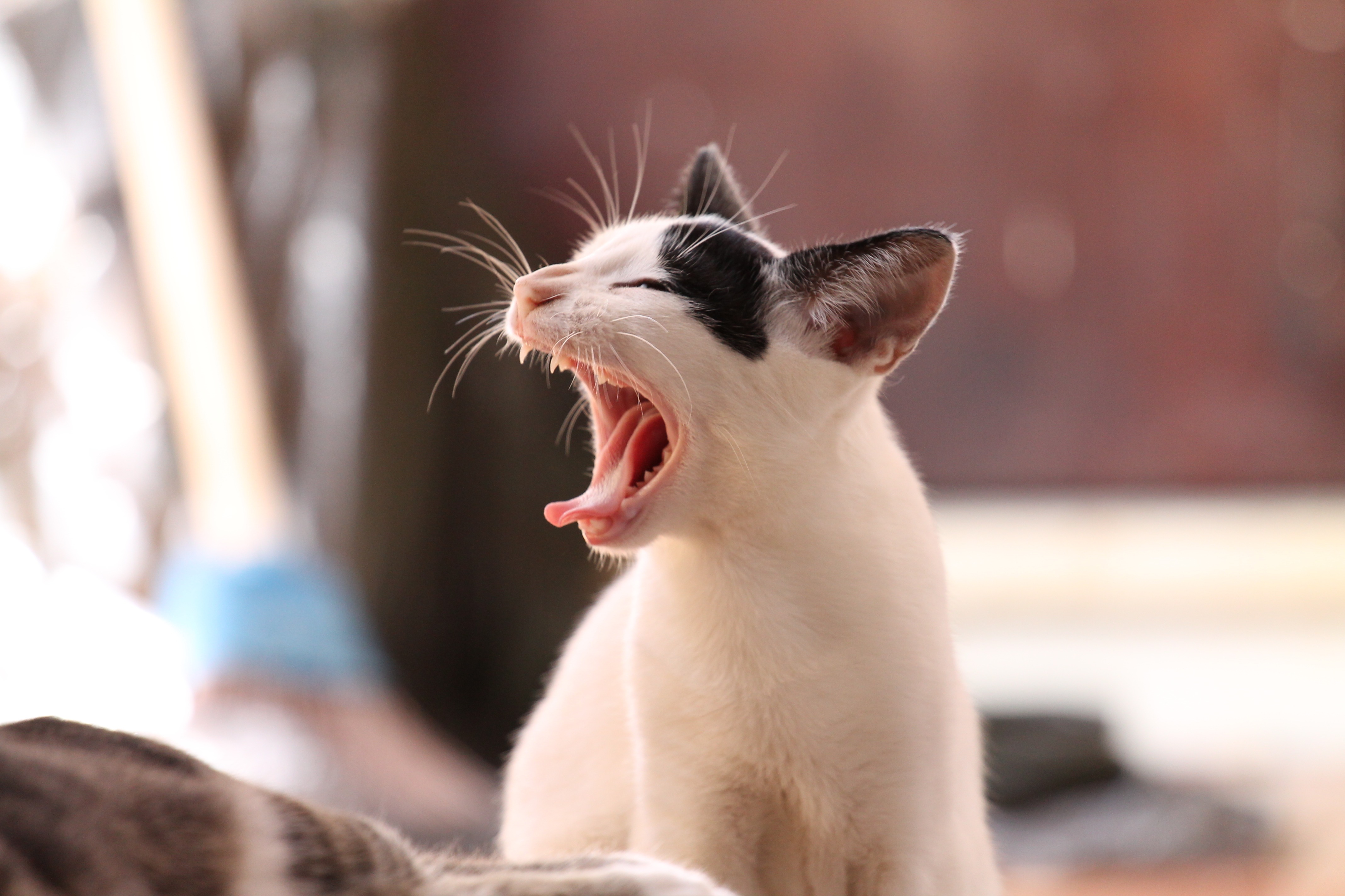 Yawning White Cat Free Image Download