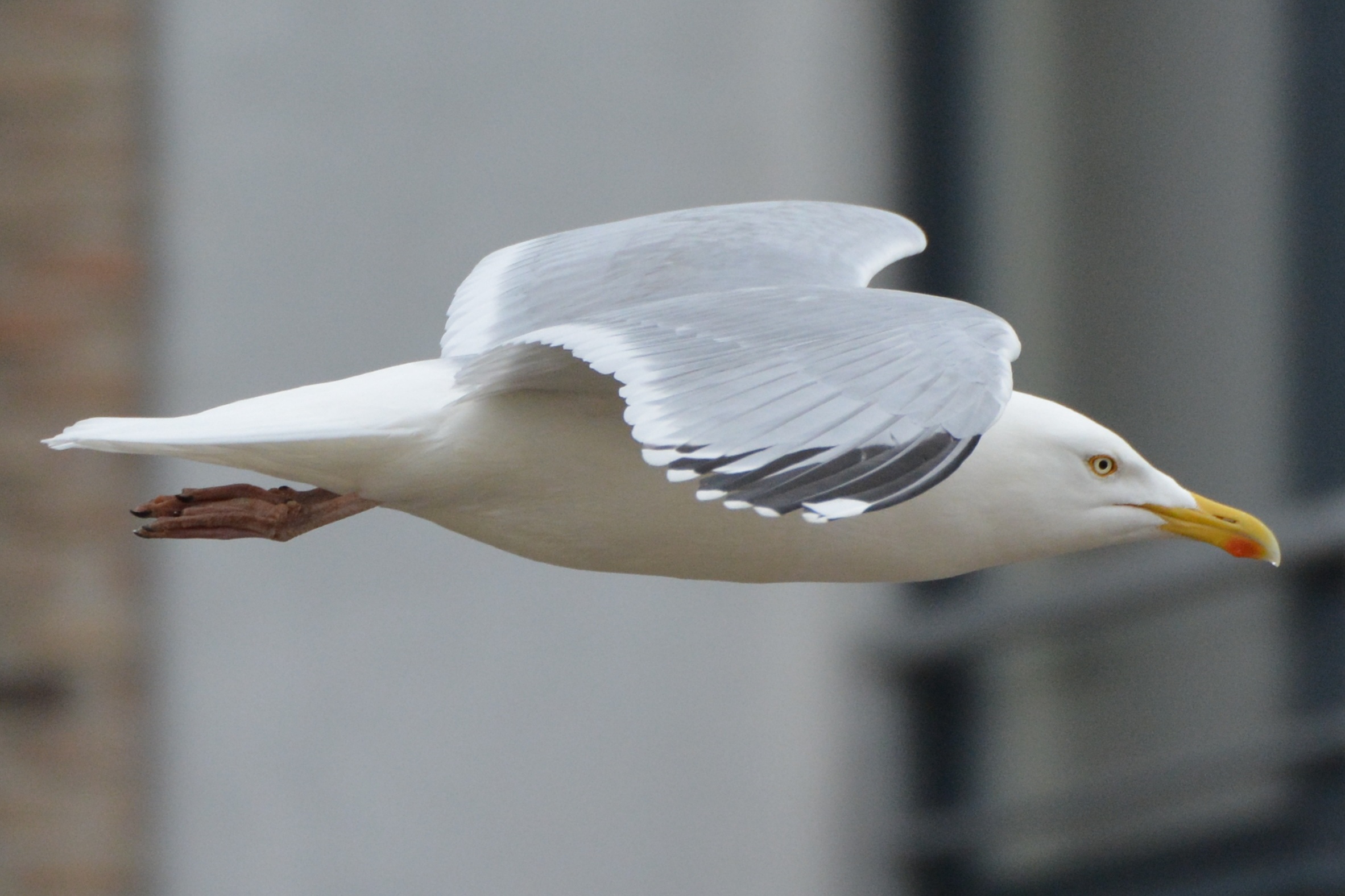 Seagulls Laxative Prank