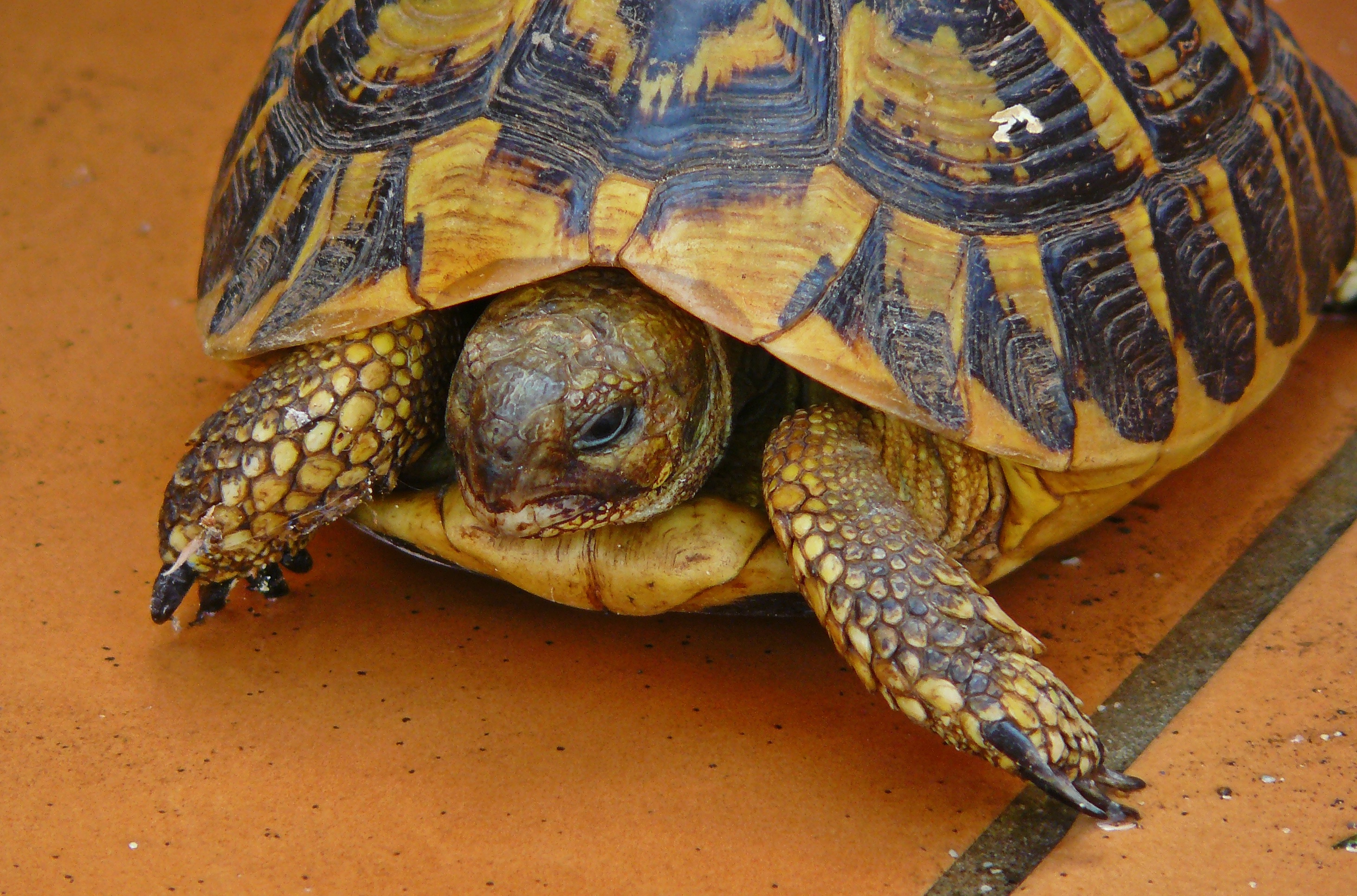 Yellow and black Turtle hiding in shell free image download