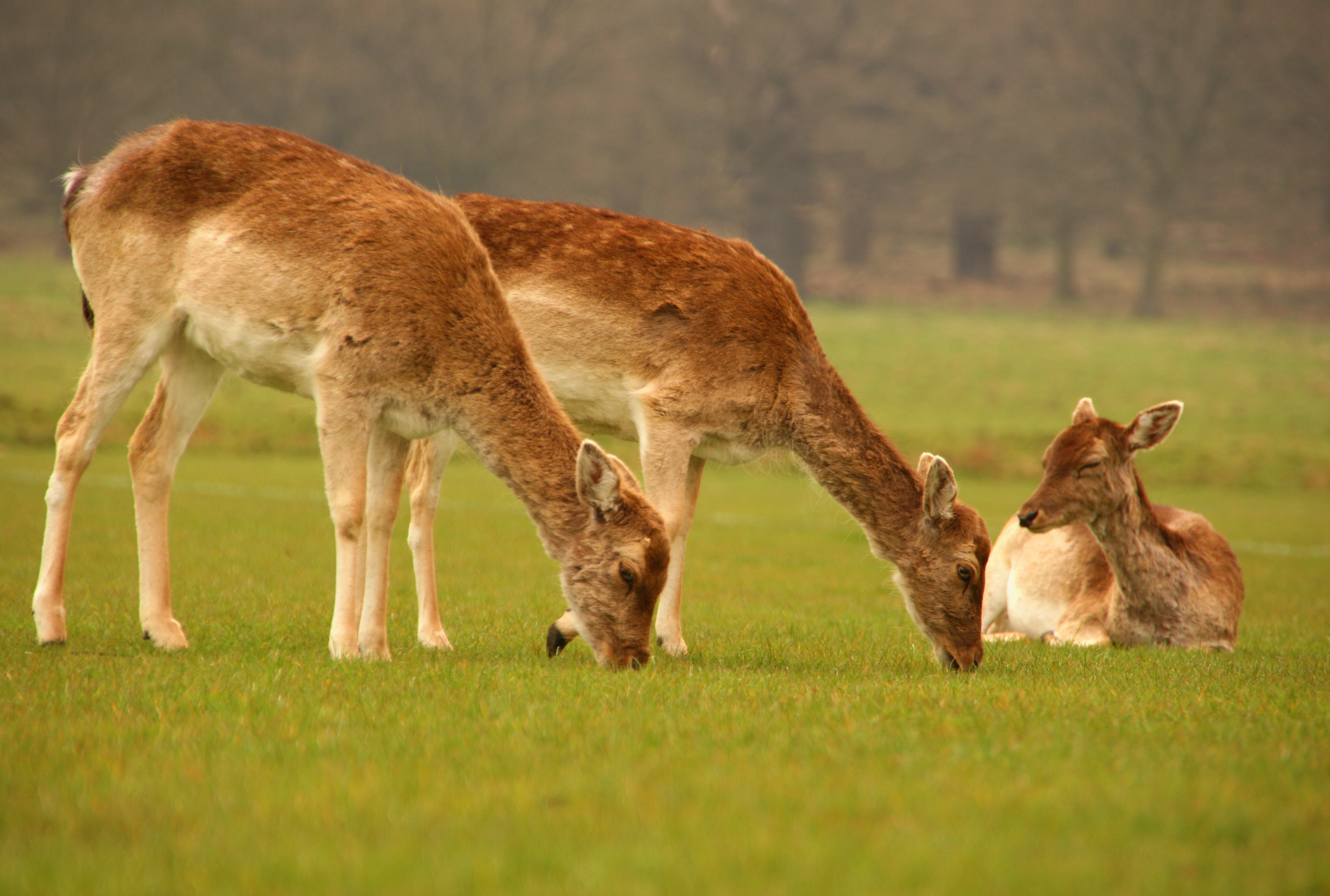 deer-park-free-image-download