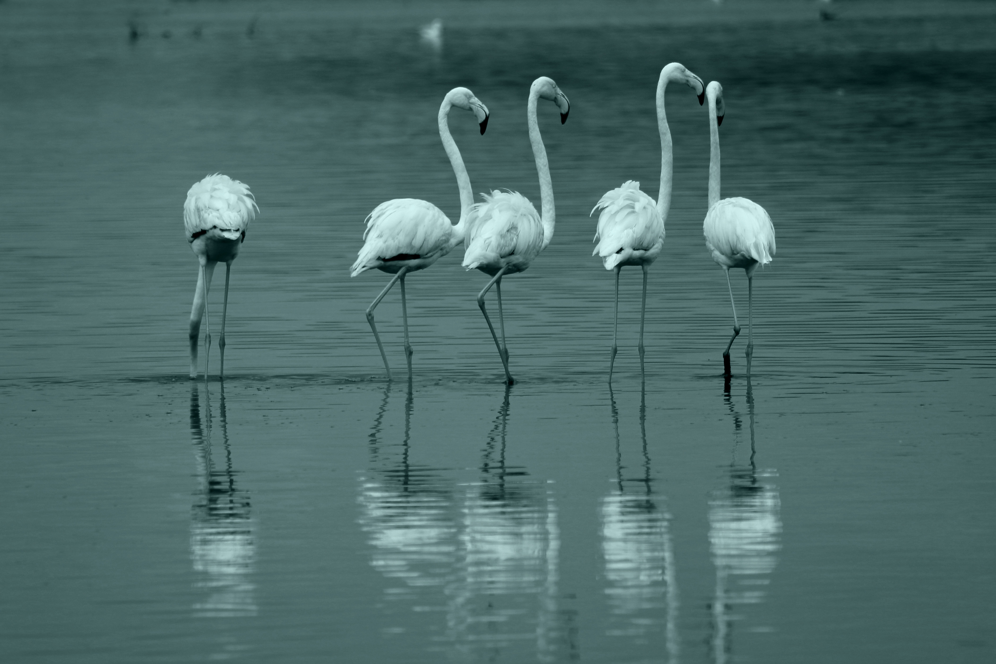 White Flamingo birds near Lake free image download