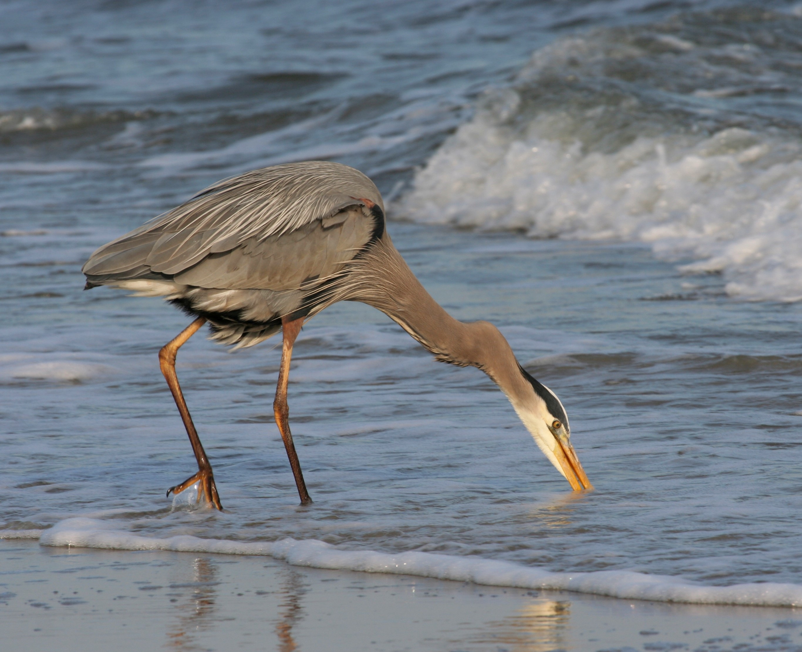 Great Blue Heron by the Sea free image download