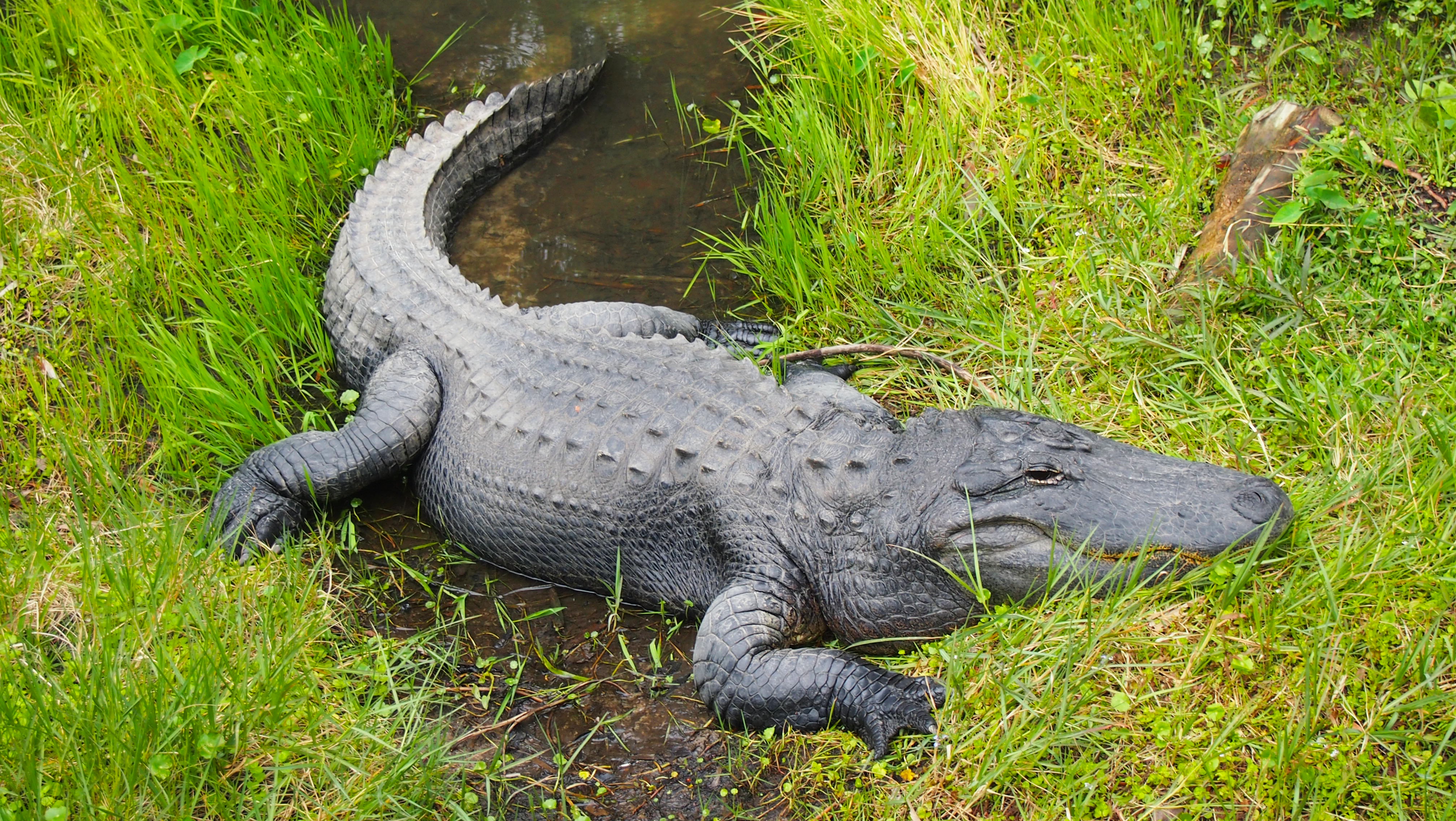 Alli Gator Photoshoot