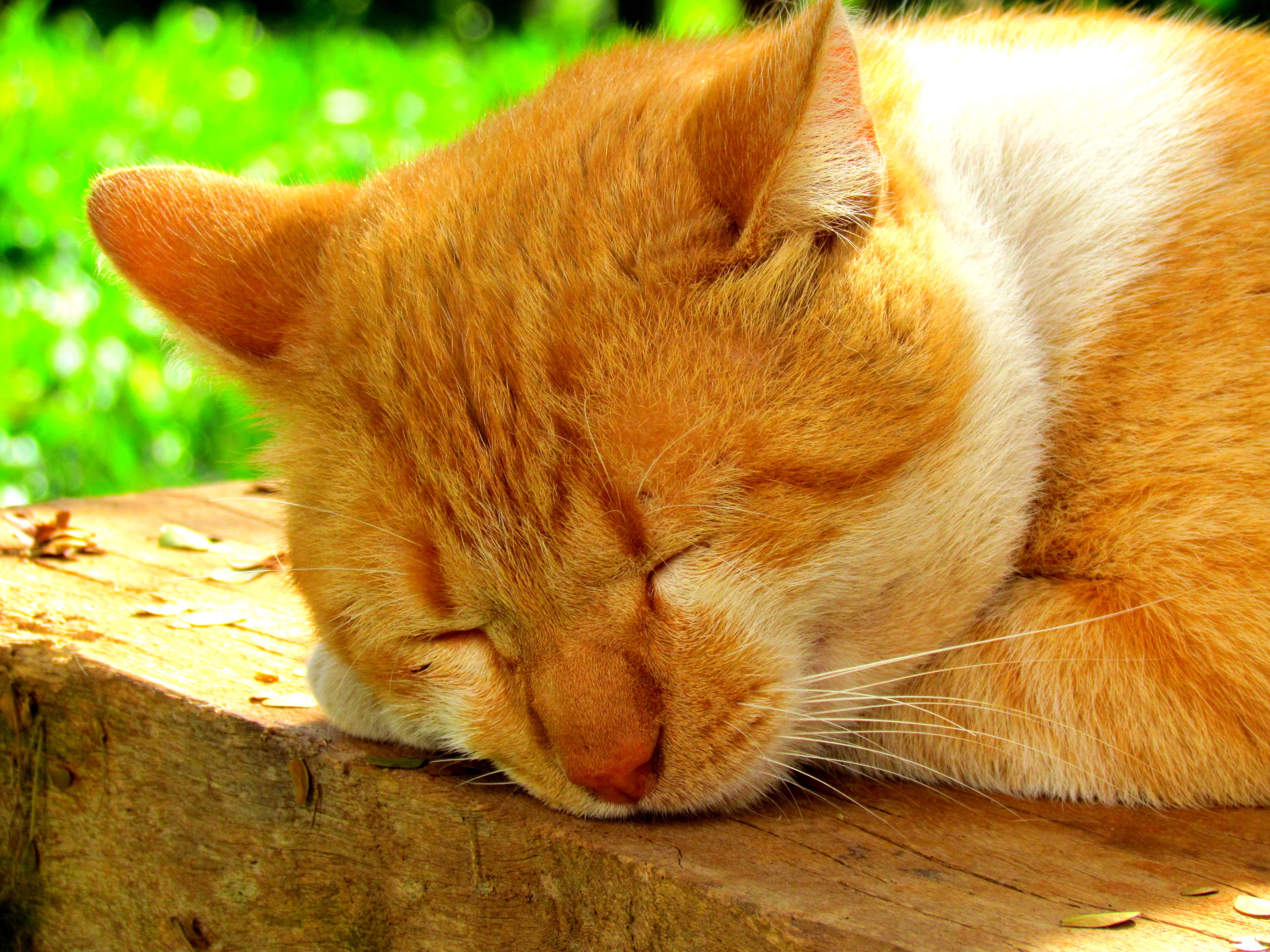 Спящий желтый кот
