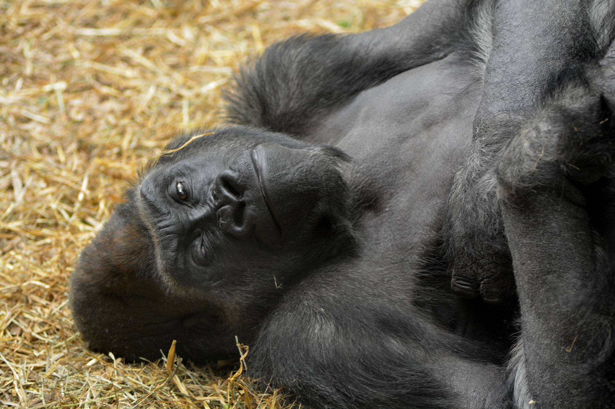 Gorilla Resting free image download