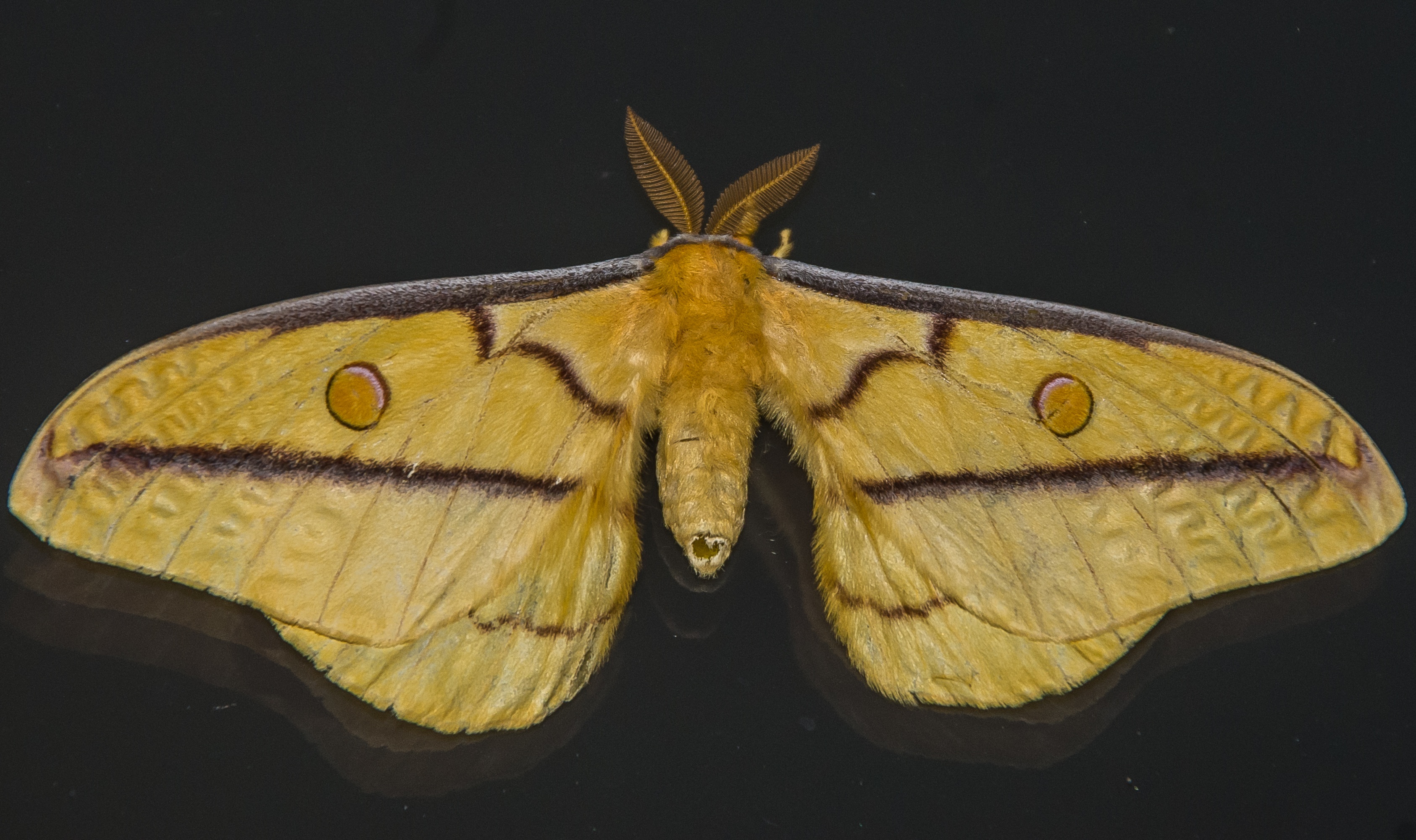 Macro picture of perfect beautiful Yellow Black <b>Butterfly</b> image.