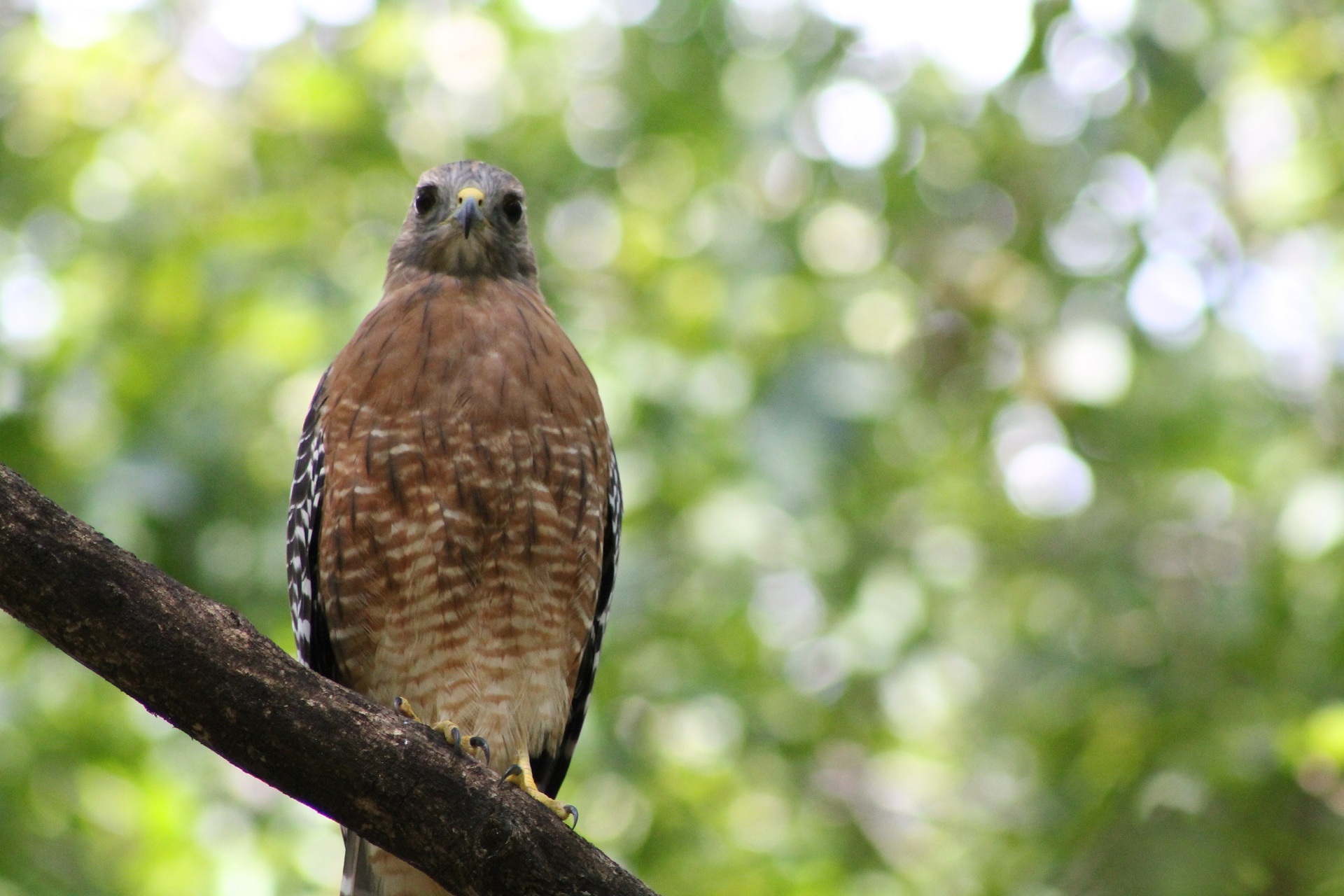 Hawk on a tree branch free image download