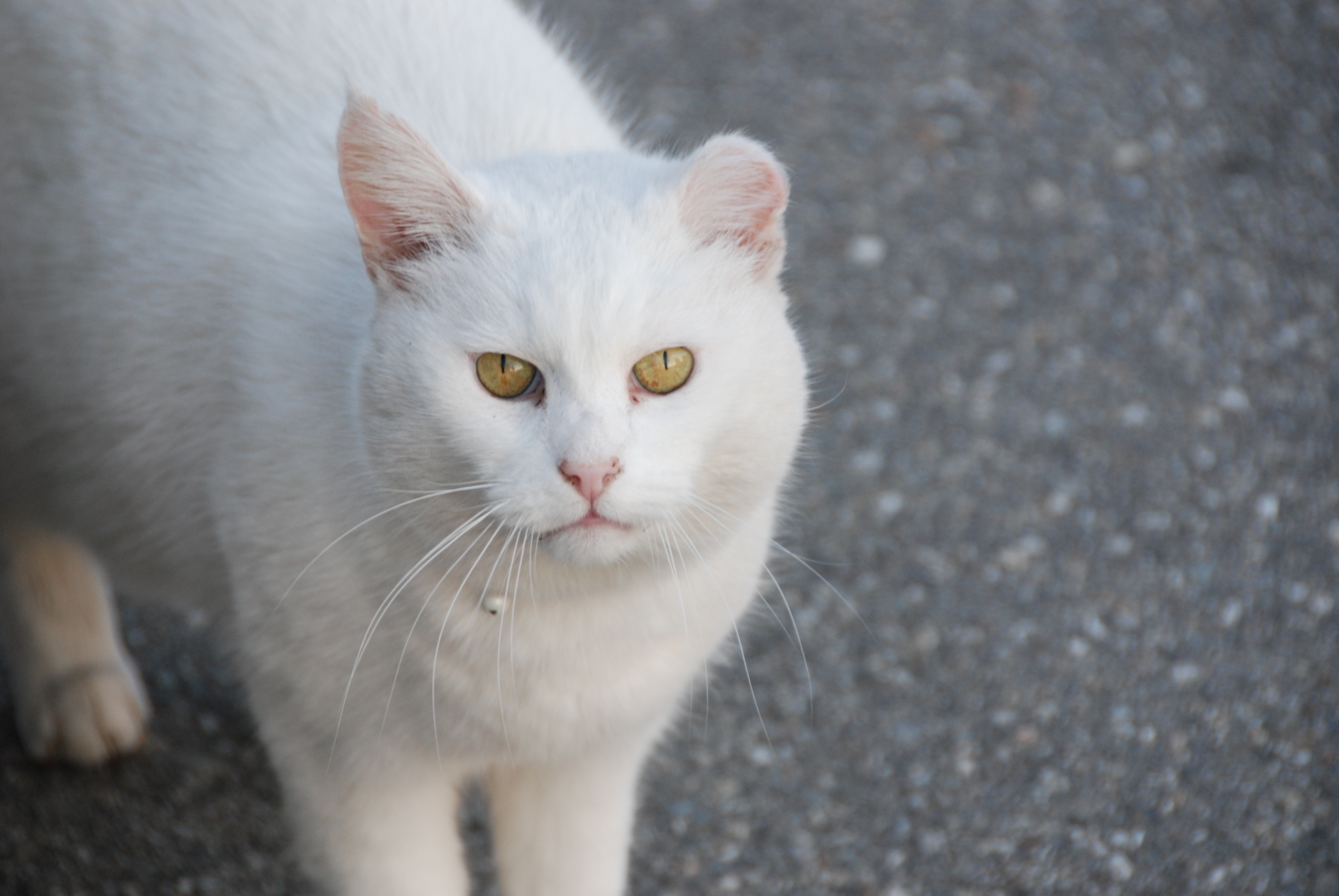 White cat outside free image download