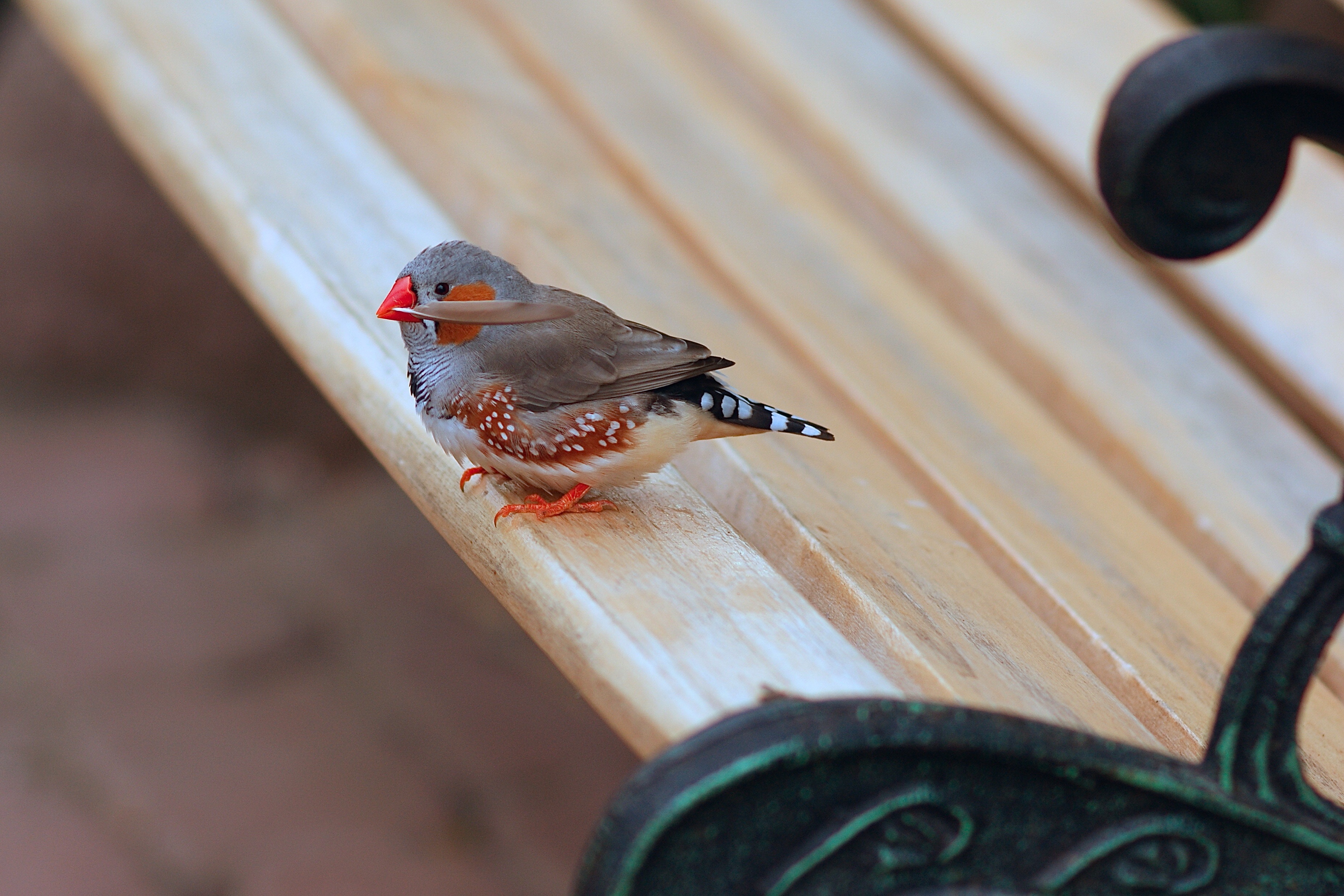 Exotic Bird On A Wooden Bench Free Image