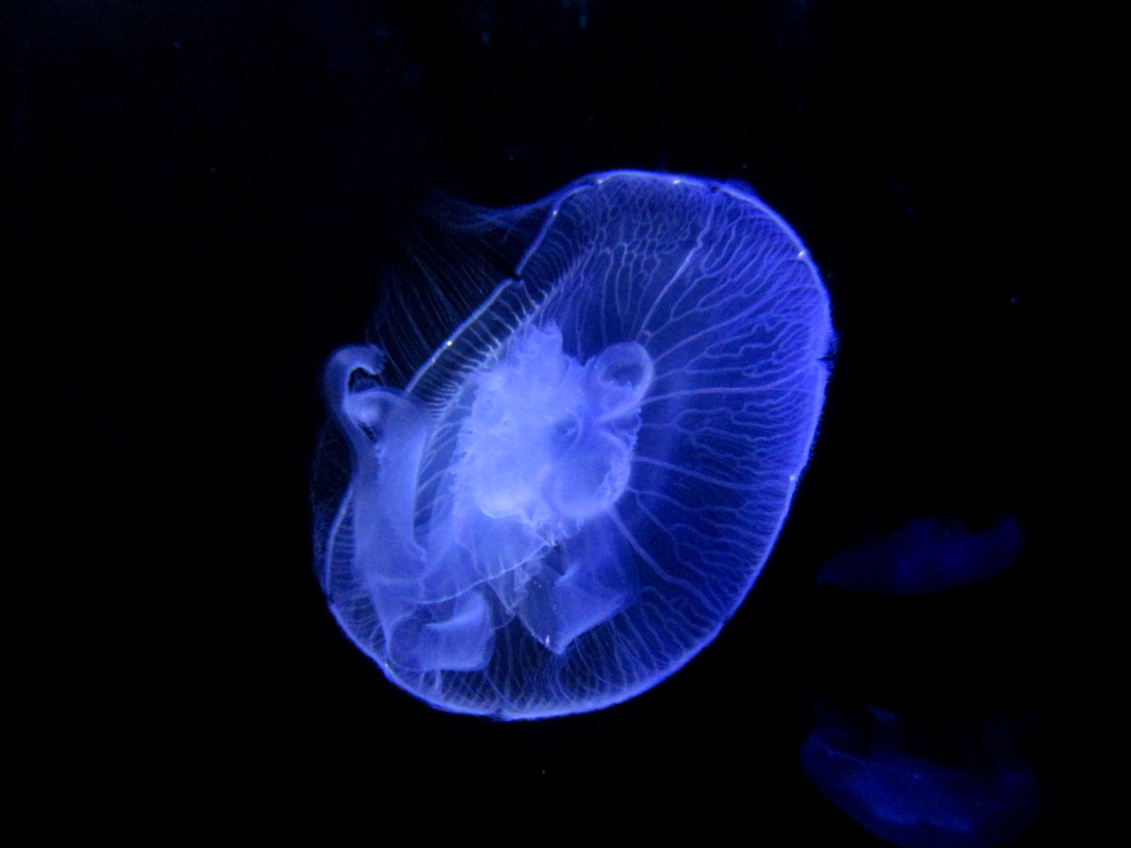 A jellyfish floats in the dark ocean free image download