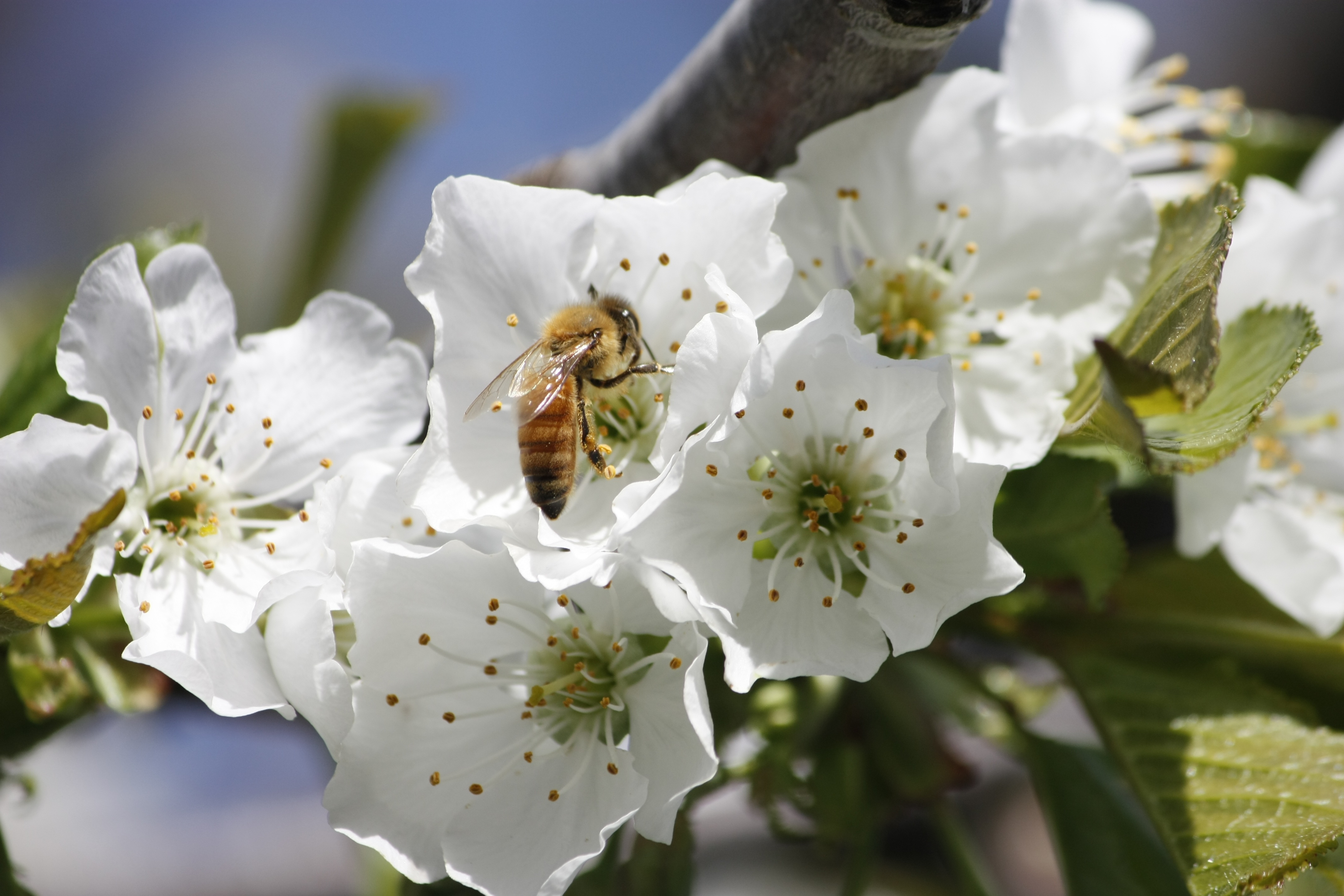 Какие отношения складываются между вишней и пчелой. Опыление вишни. Вишнёвая пчеломатка. Пчела опыляет цветок черешни. Цветет черешня пчела.