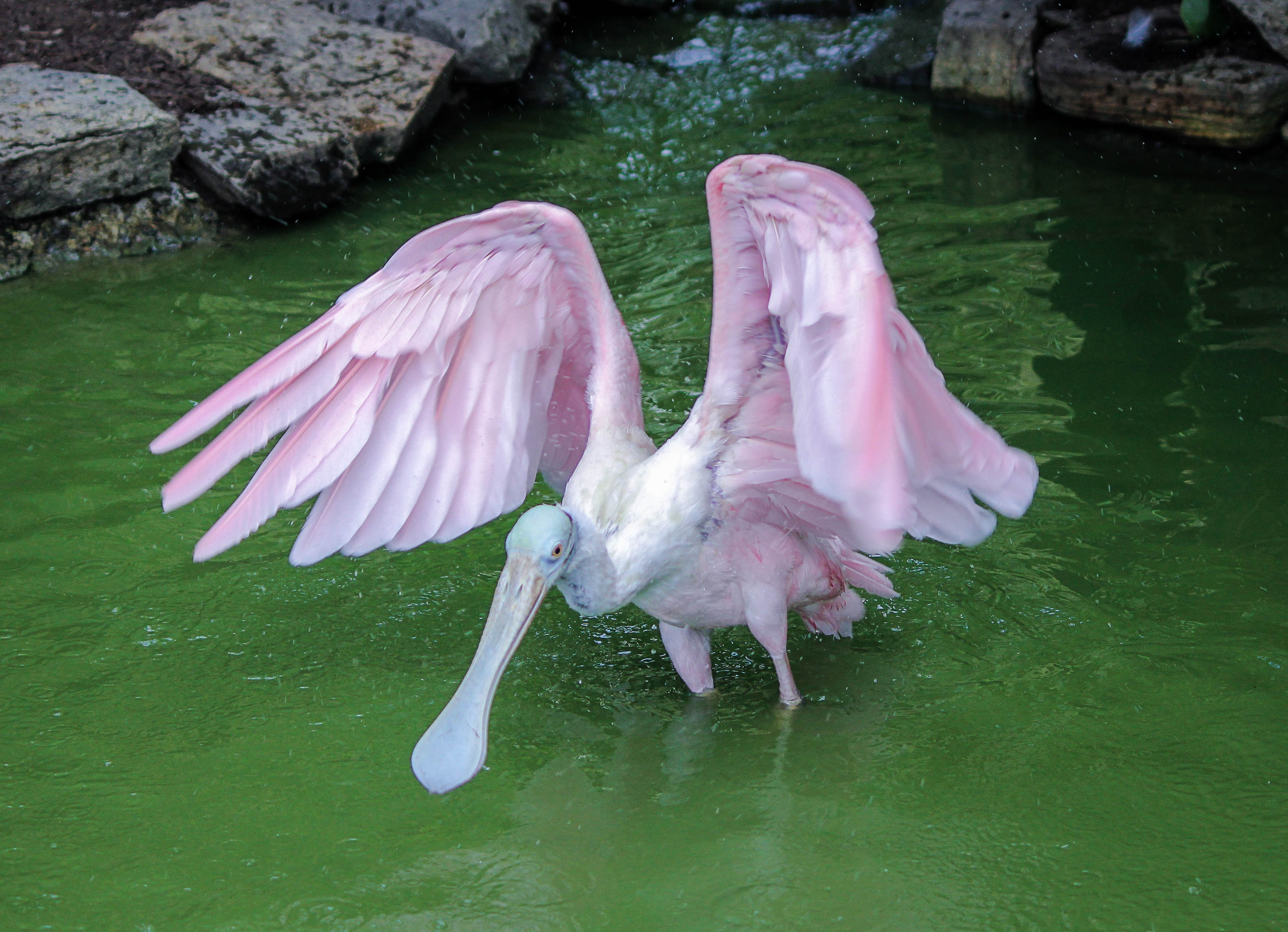 Розовая колпица Крылья