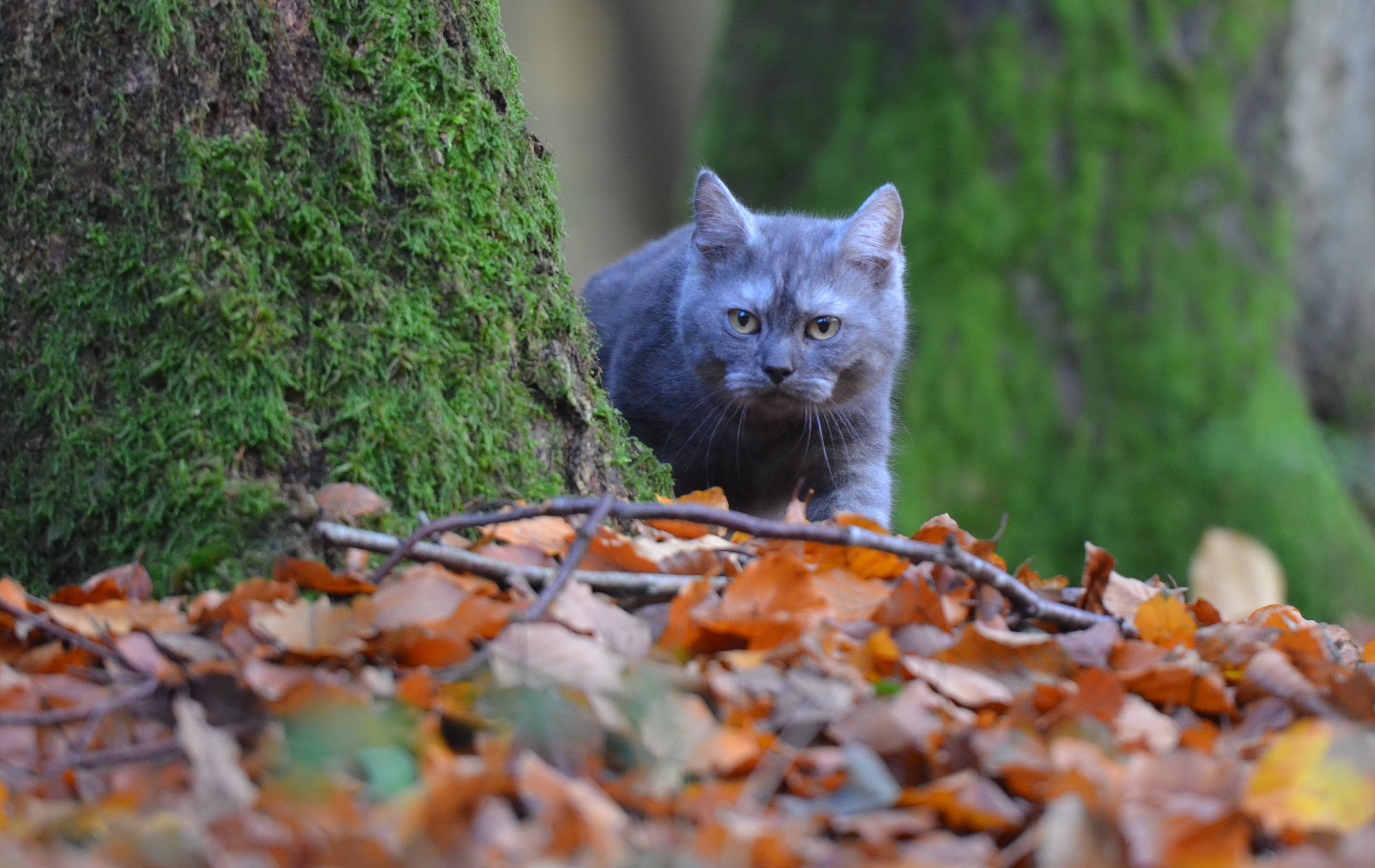 Котик в осеннем лесу