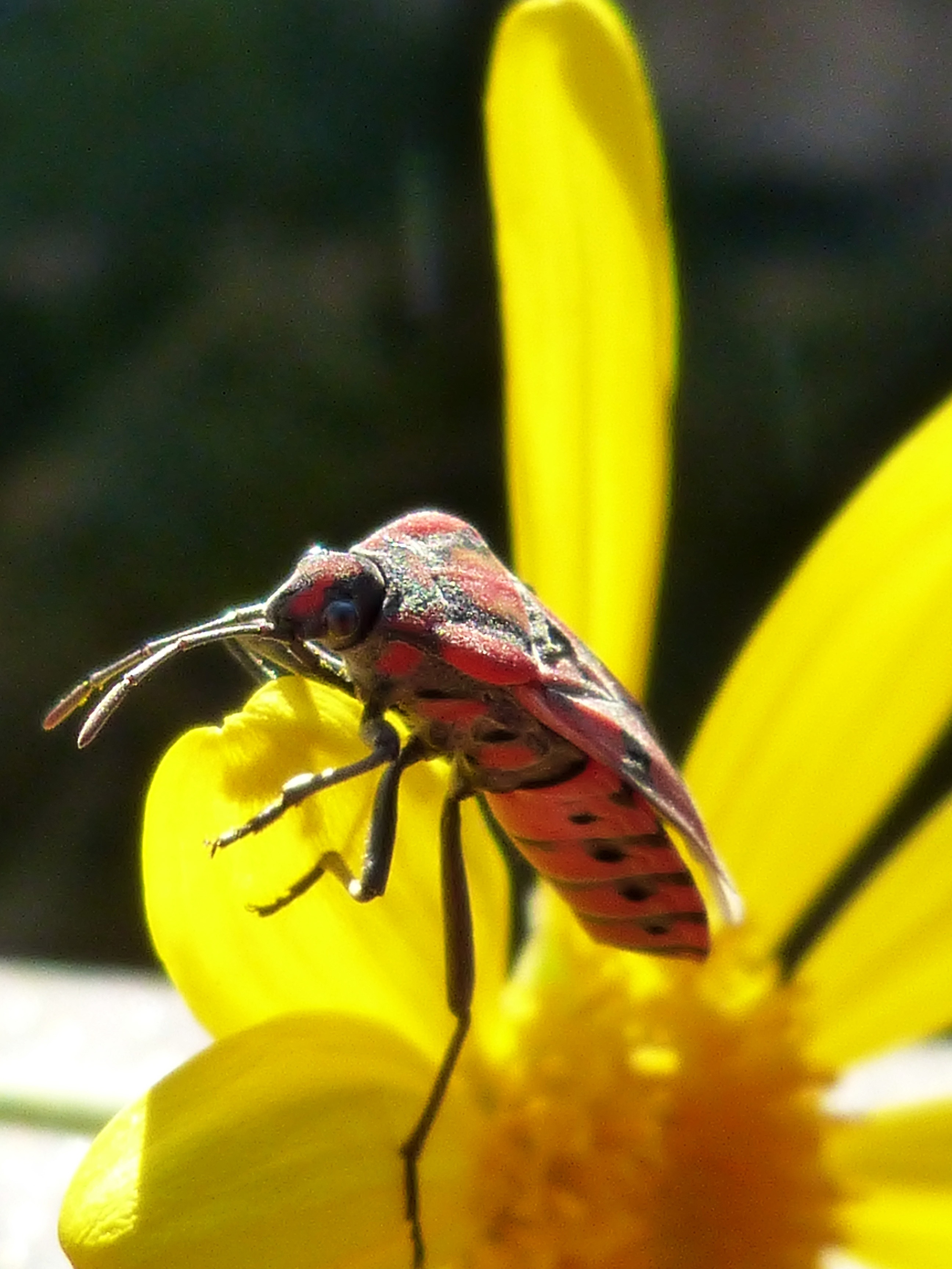 Big Red Bug on Yellow petals free image download