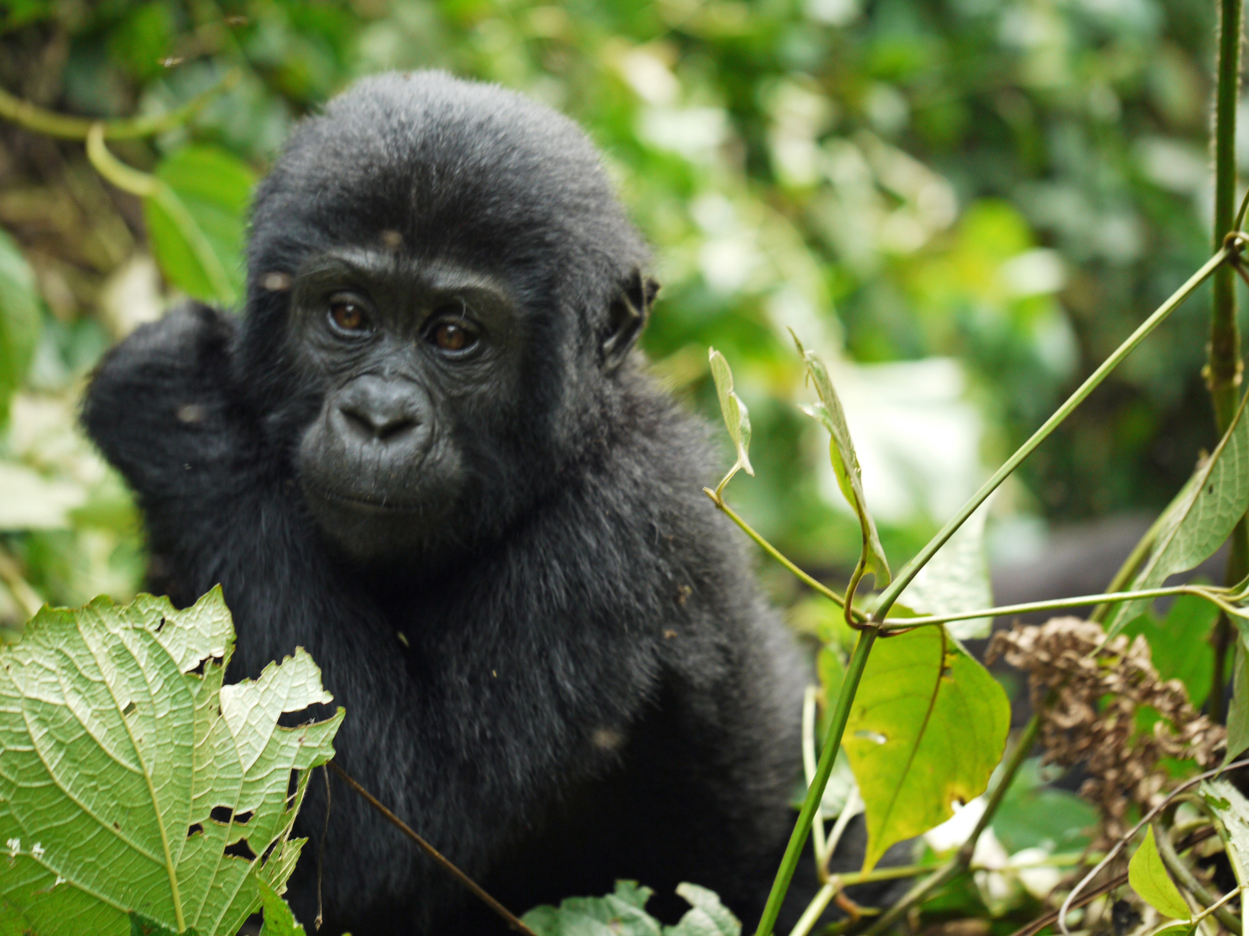 Важная обезьяна. Горилла и шимпанзе. Африканская горилла. Гориллы в Африке. Западная Горная горилла.