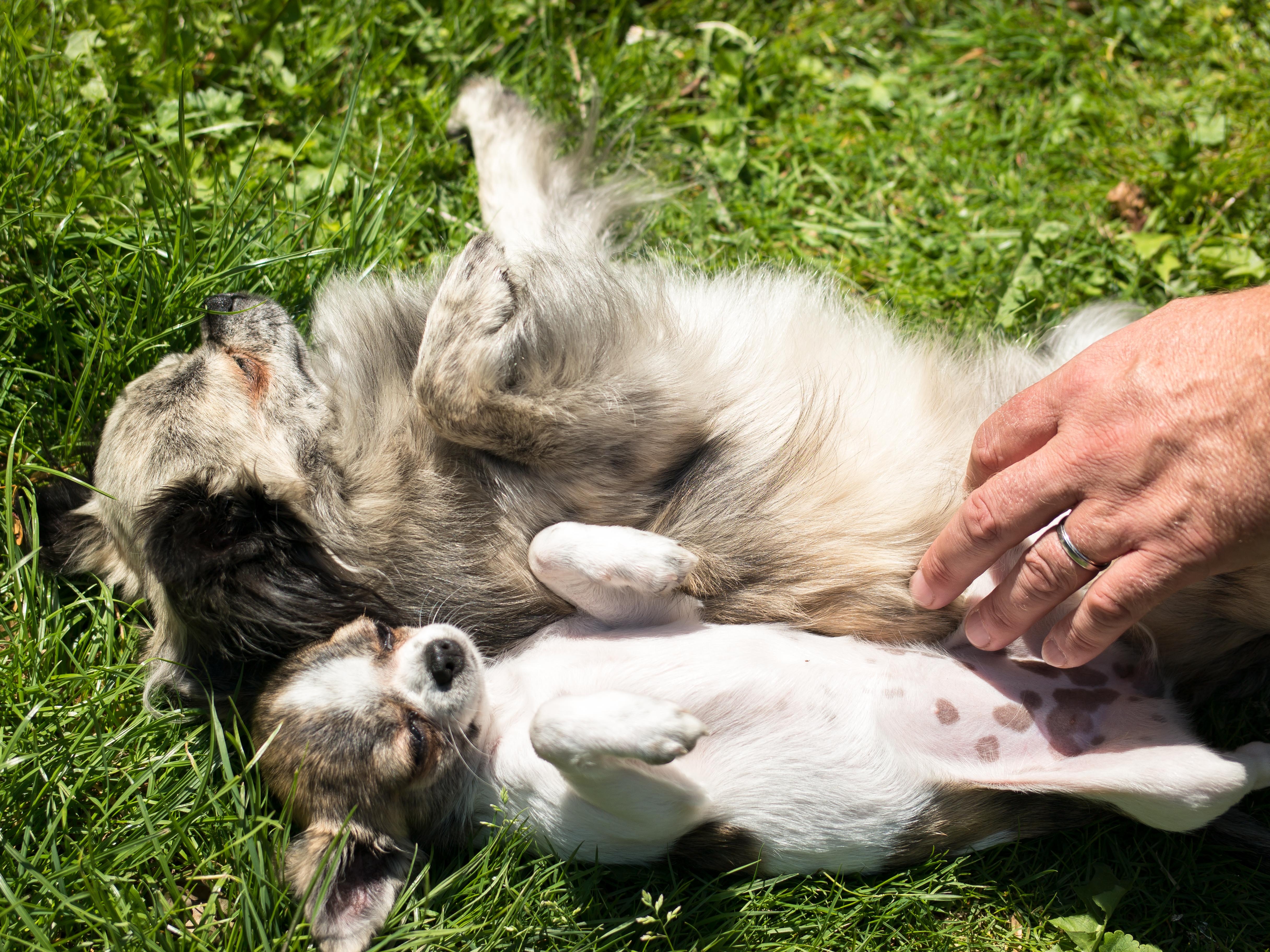 Перевернутая собака. Чихуахуа лежит на спине. Беременность у животных. Фотосессия новорожденных щенков.