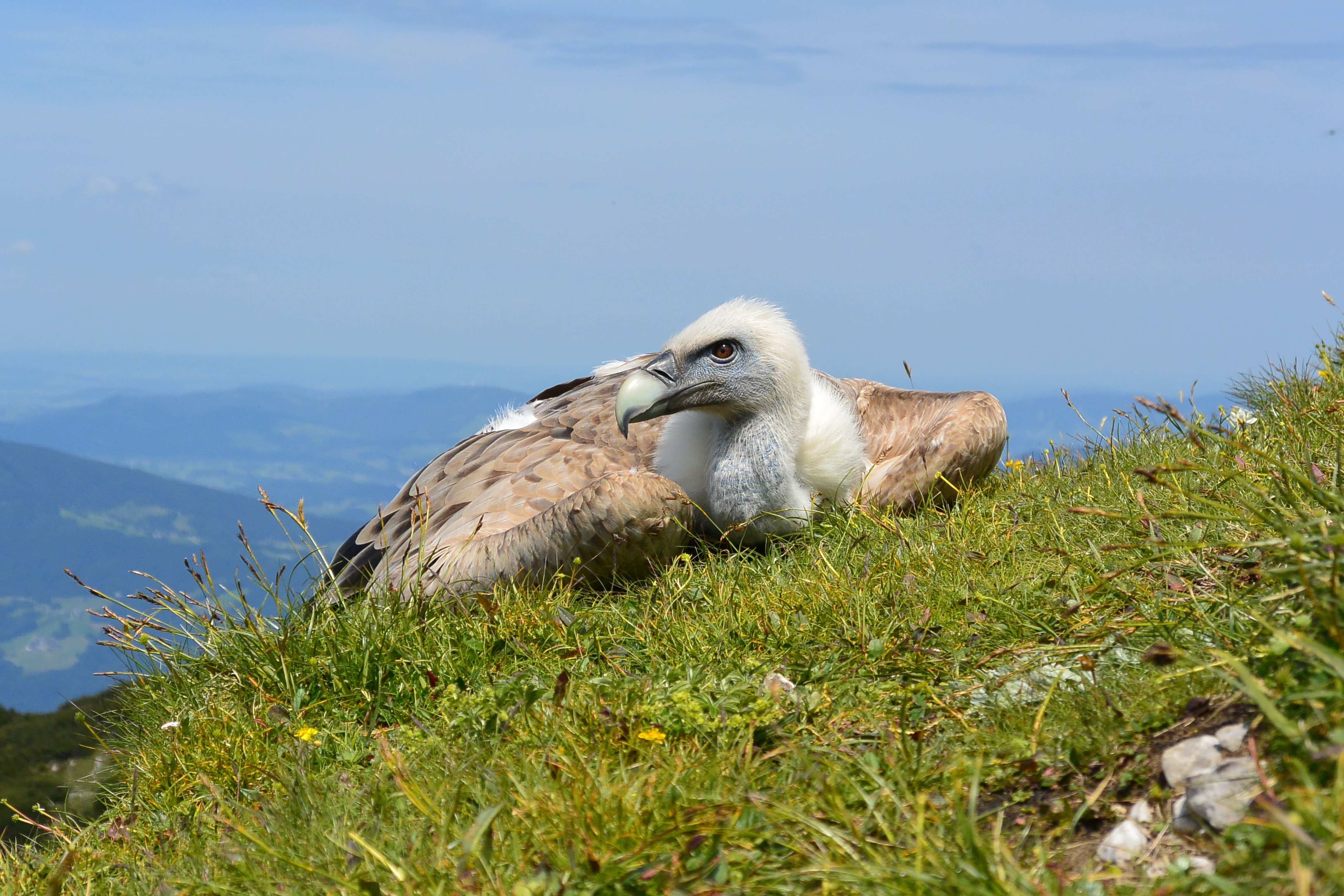 Vulture rests on grass at mountain landscape, austria, unterberg free ...