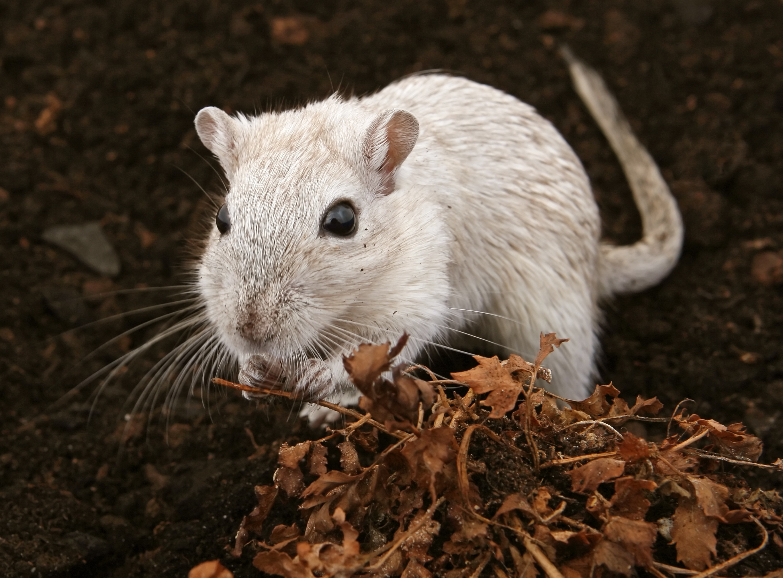 White Dirty Mouse Outdoor Free Image White Dirty Mouse Outdoor