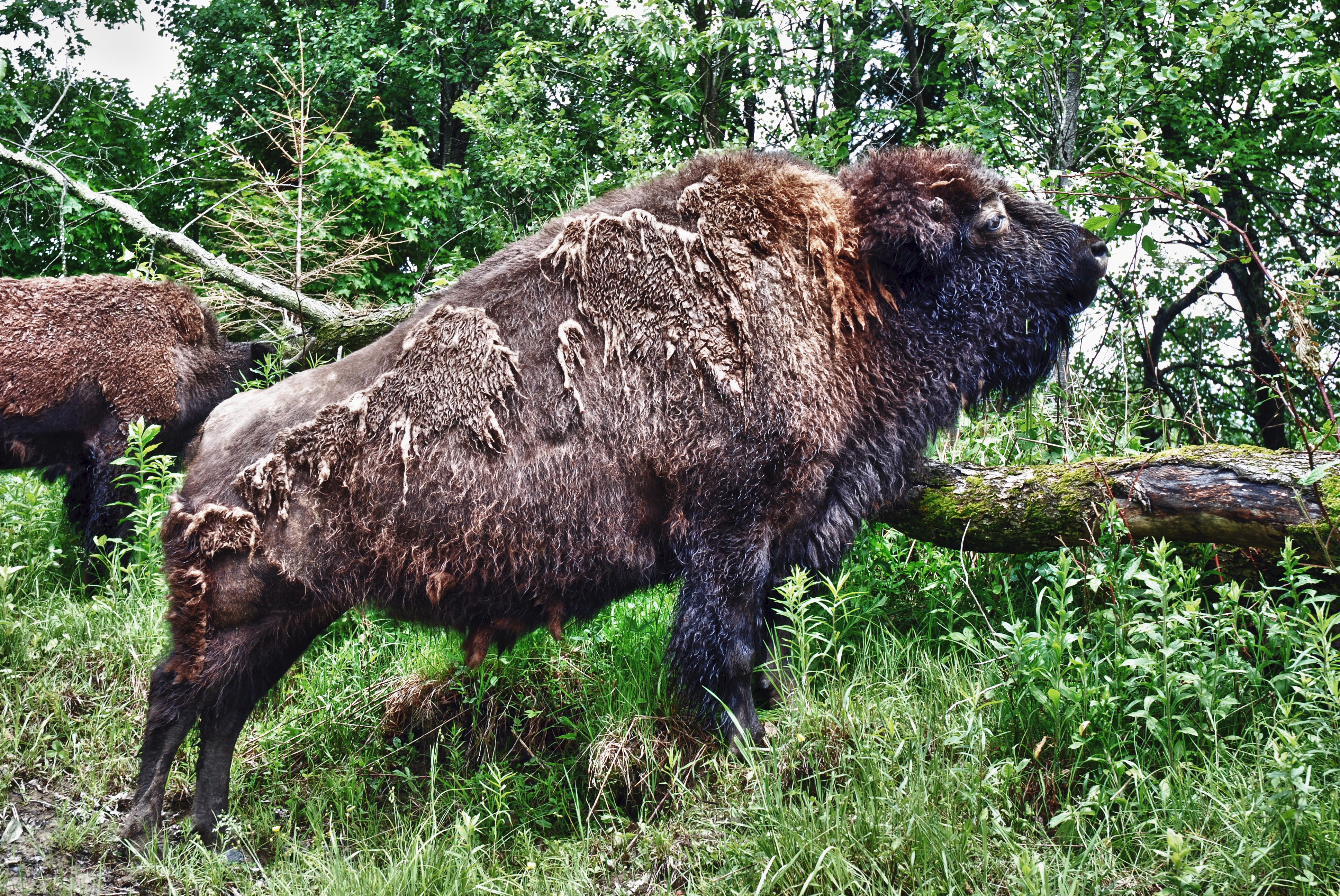 Buffalo Outcall