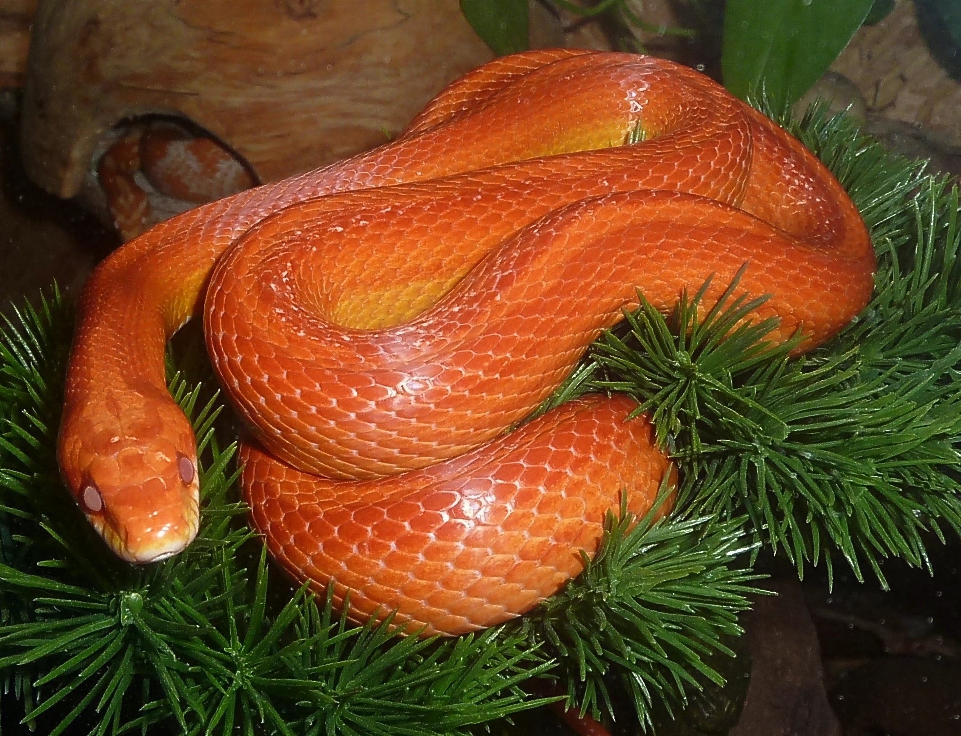 Orange snake. Маисовый полоз оранжевый. Змея маисовый полоз оранжевый. Оранжевый полоз змея. Оранжевый маисовый полоз змей.