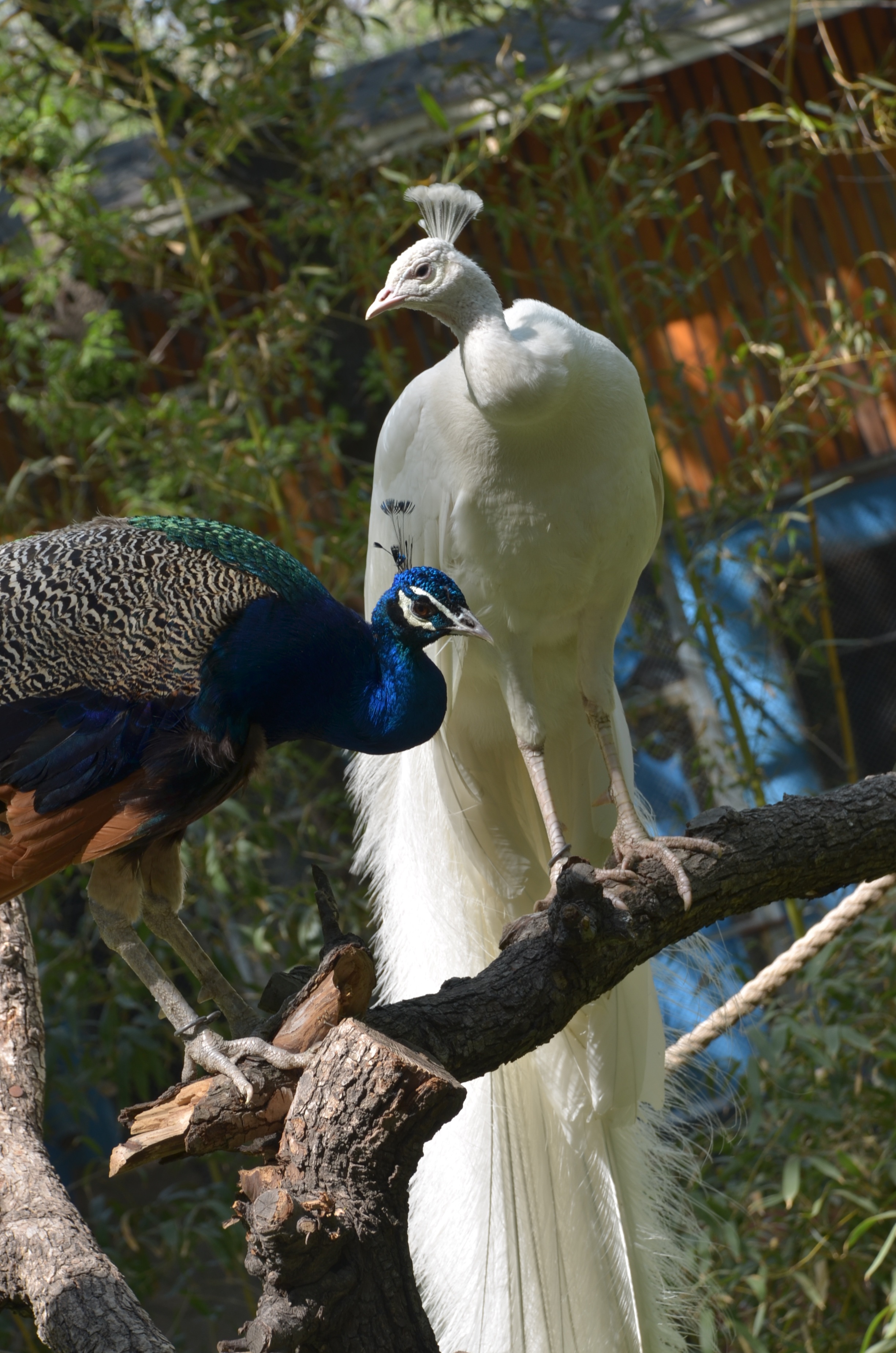 White blue peacocks beauty birds free image download