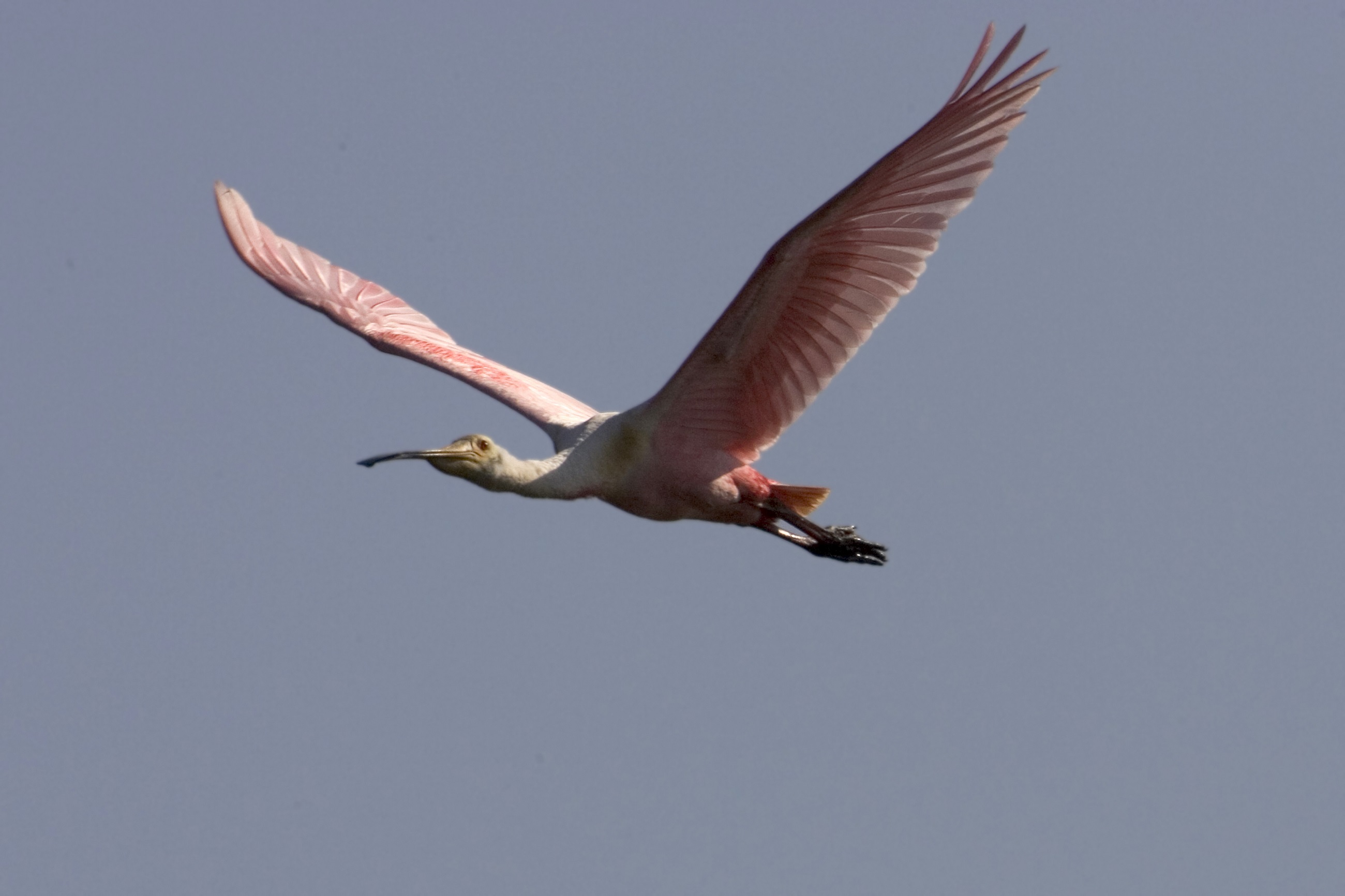 Roseate Spoonbill Flying free image download