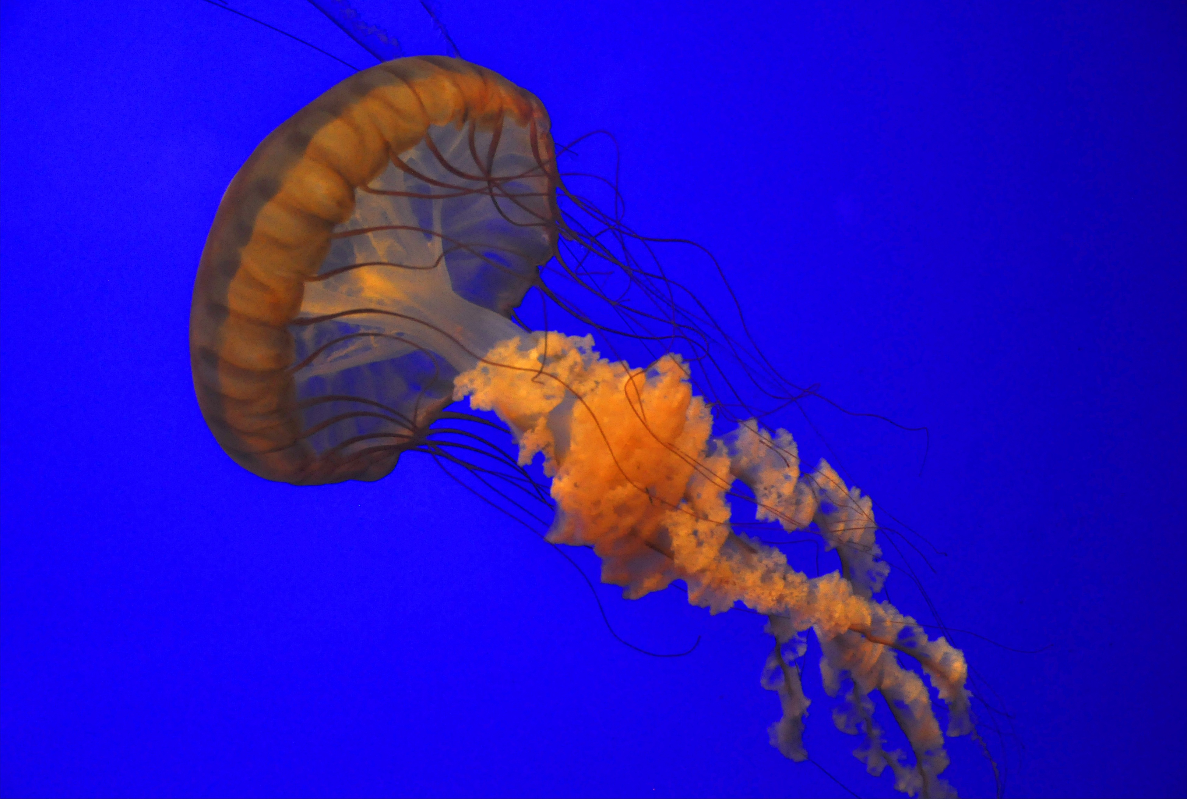 Red Jellyfish free image