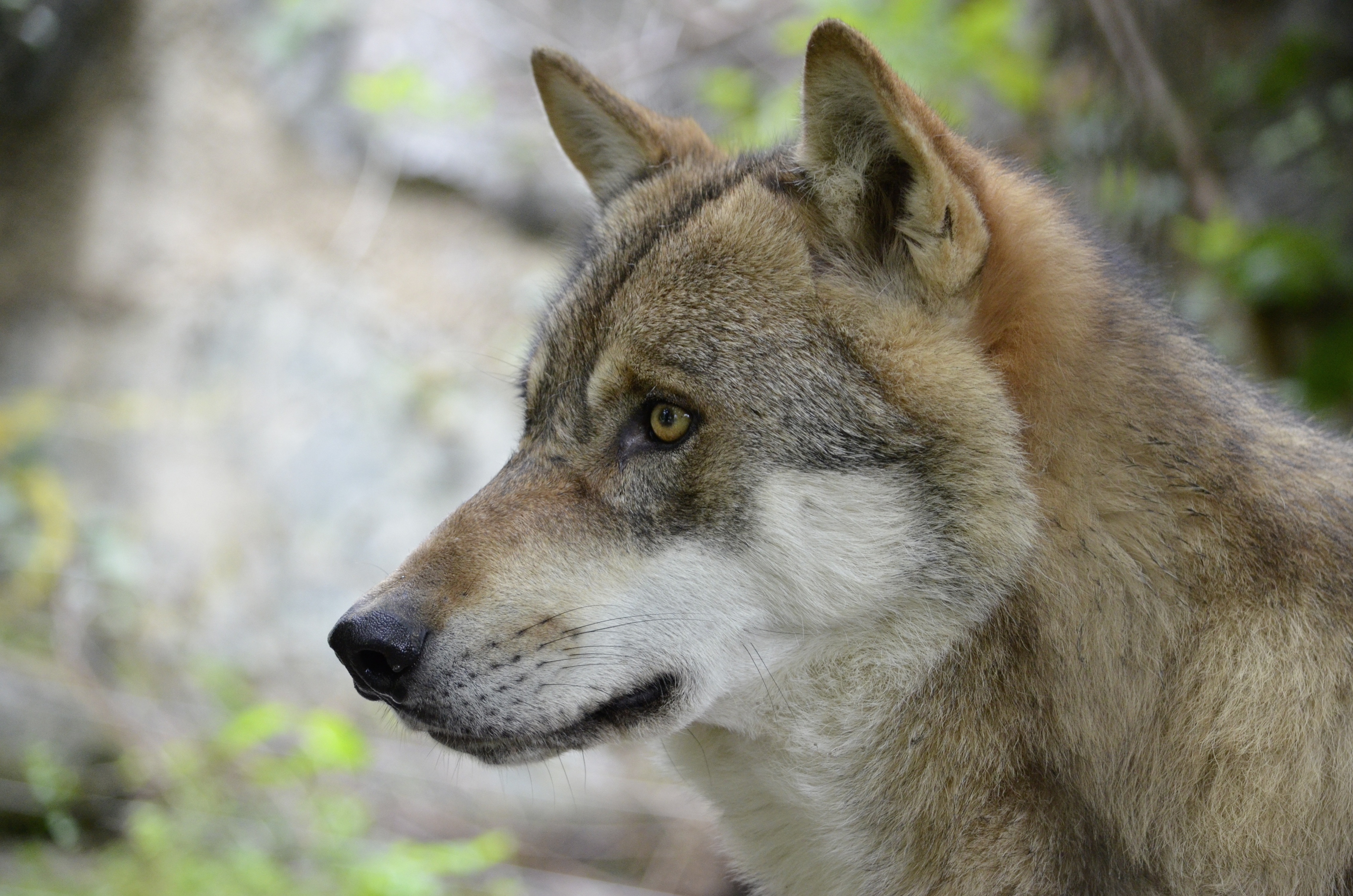 Wild Wolf Profile Free Image