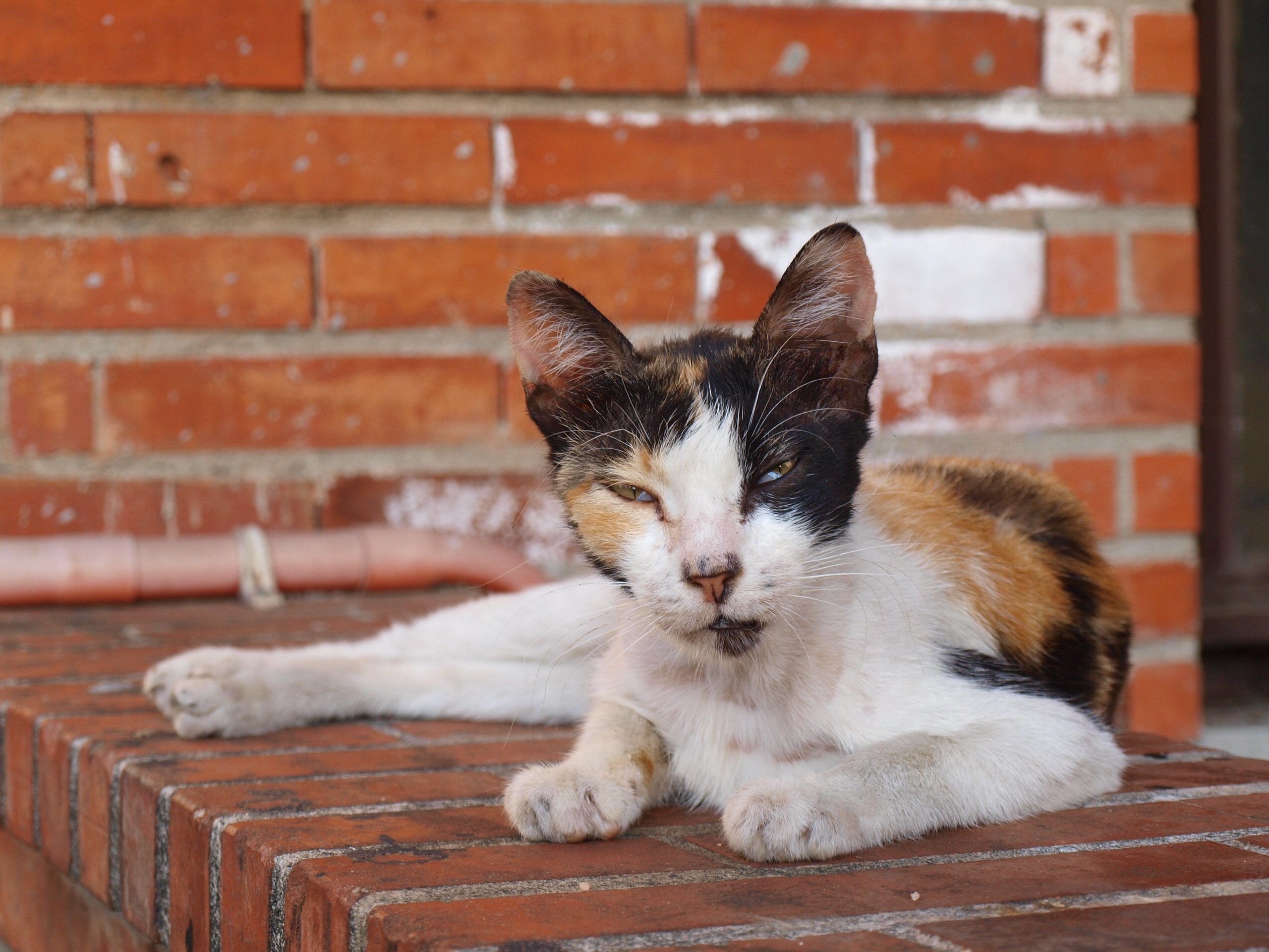 street-animal-free-image-download